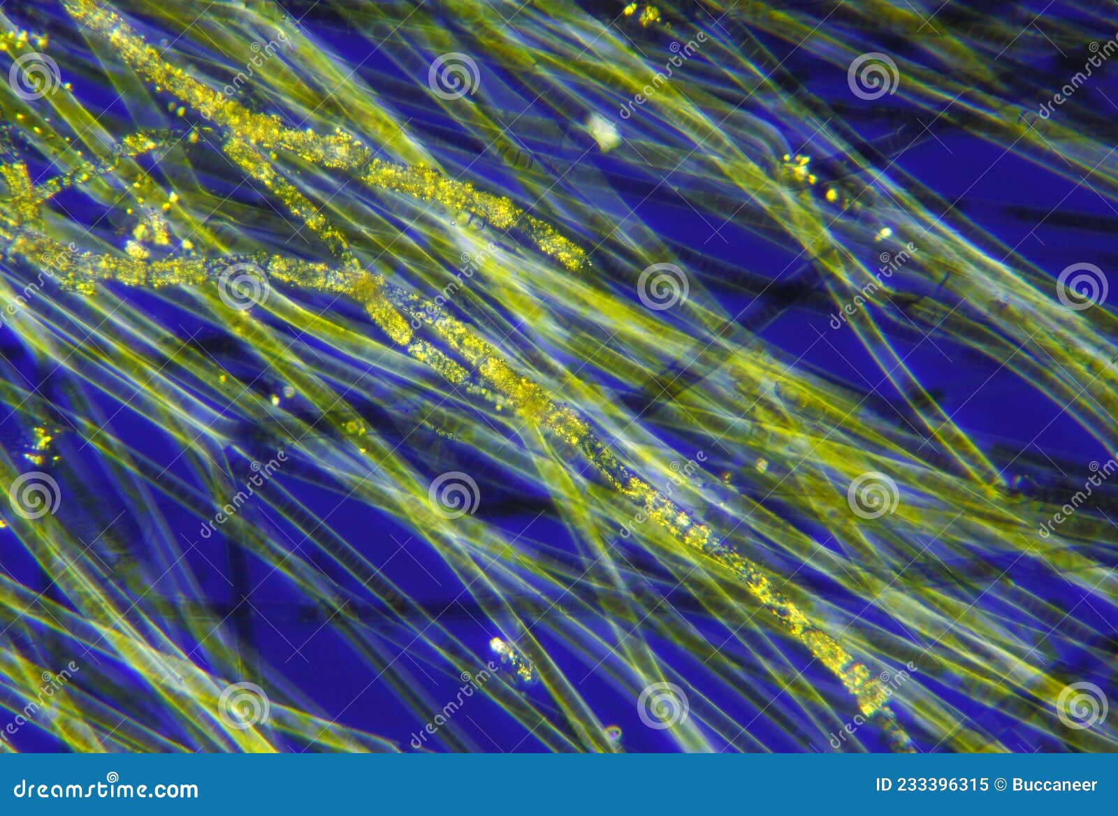 microscopic view of a cyanobacteria blue-green algae, oscillatoria filaments