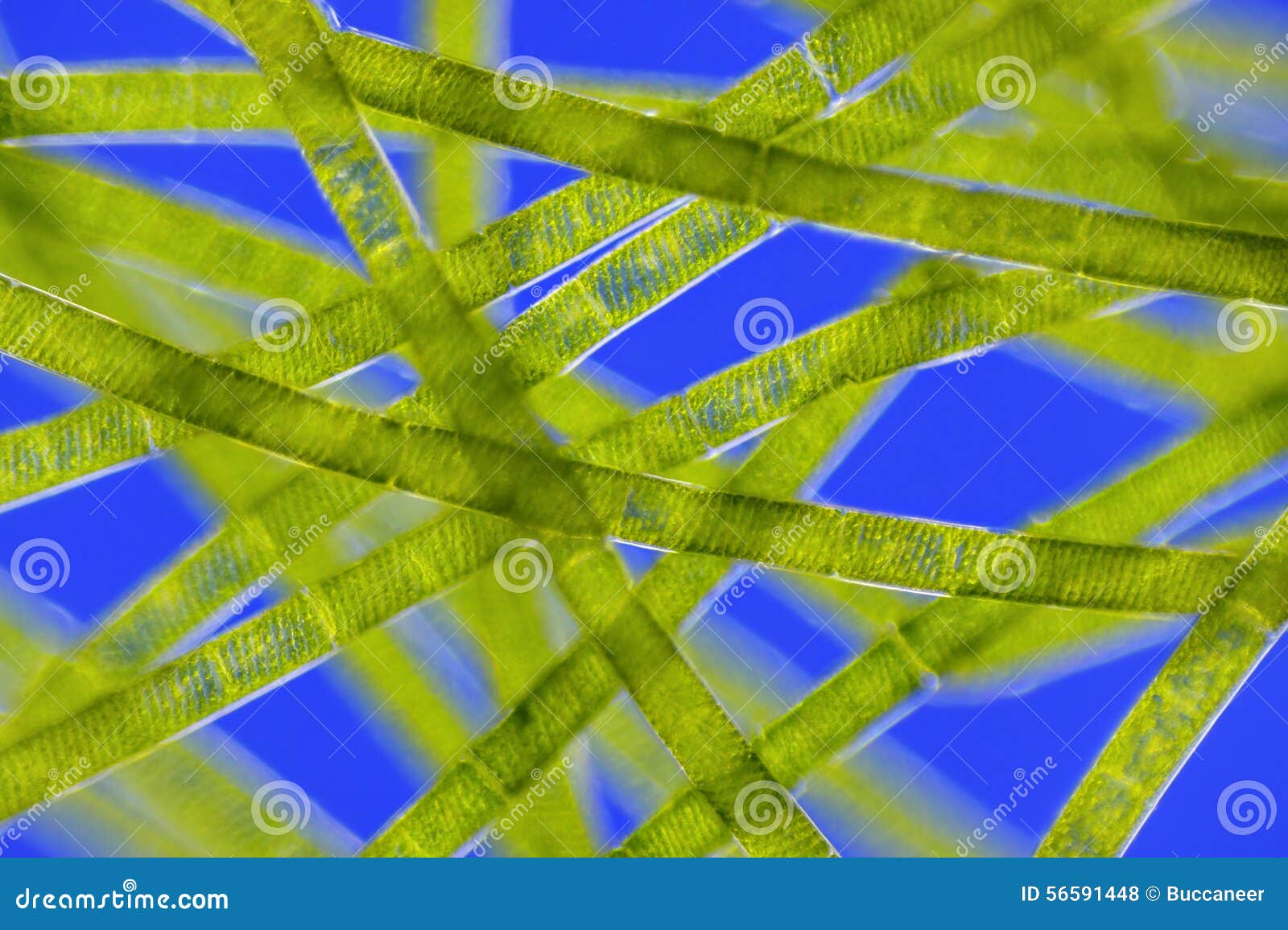 microscopic view of green algae (spirogyra)