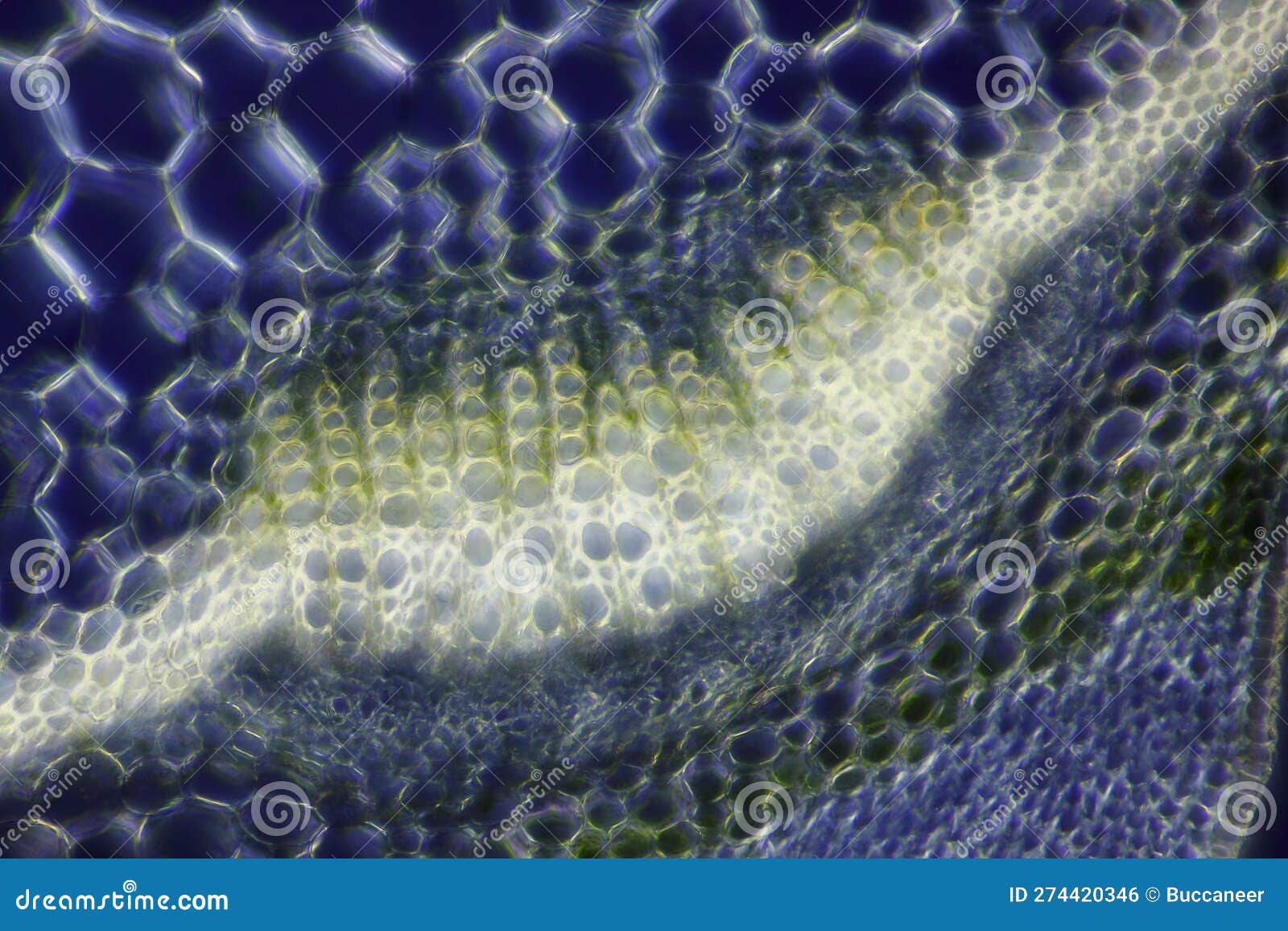 microscopic view of spurge (euphorbia sp.) vascular bundle