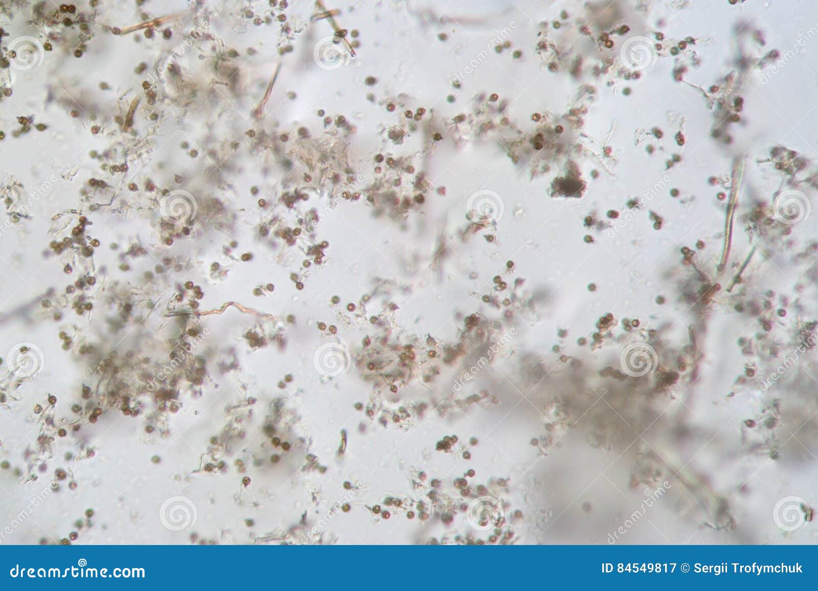 microscopic volatile spores of puffball fungus. lycoperdon, basidiomycota is a genus of puffball mushrooms