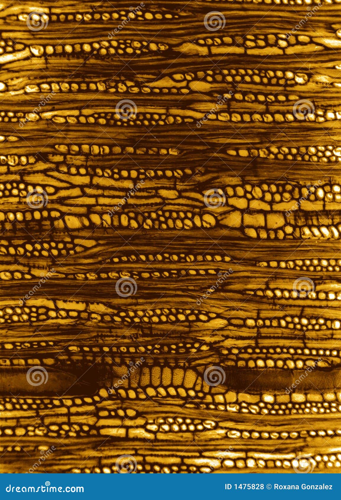 microscopic wood section