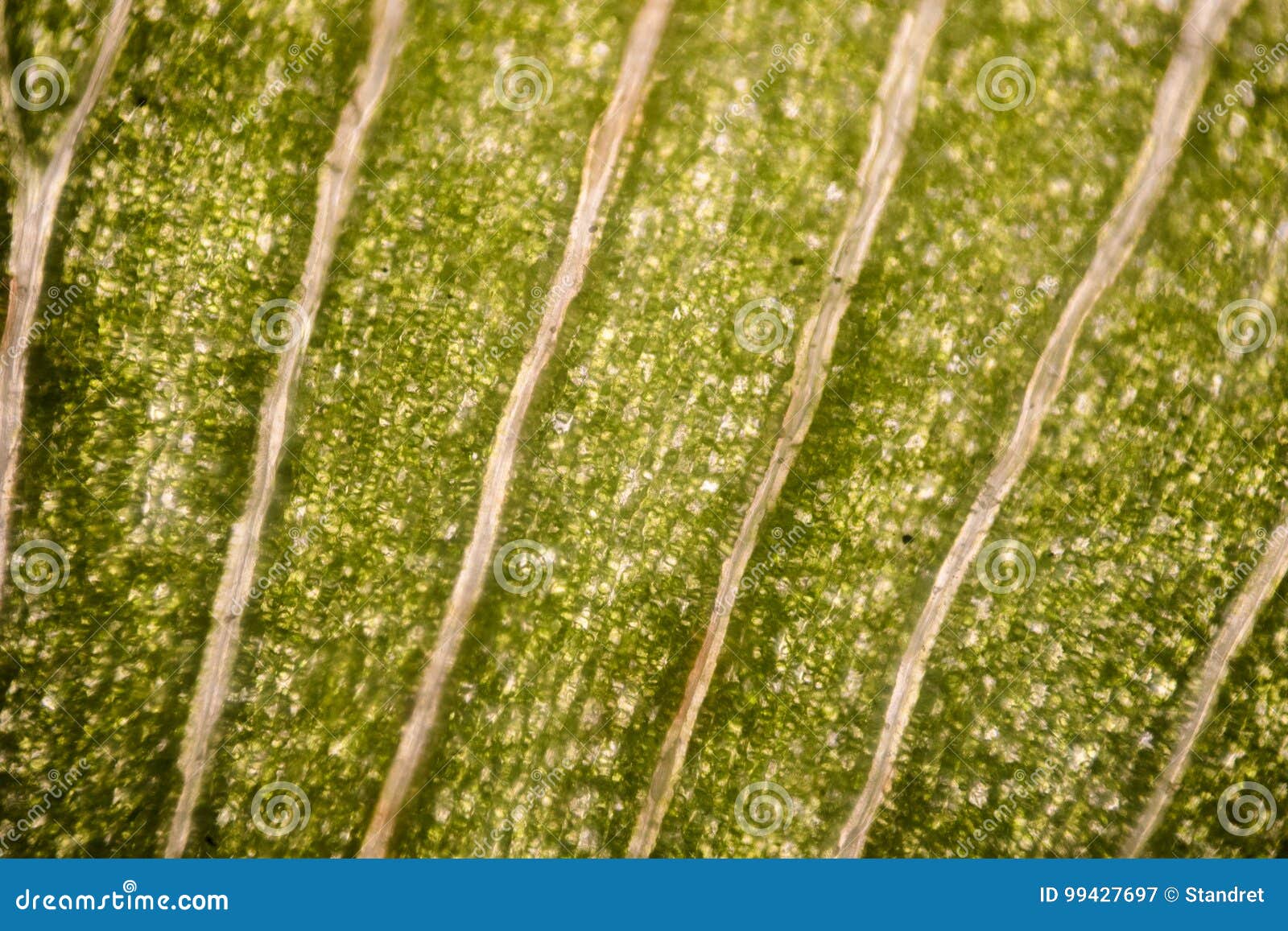 Leaf cells under microscope. micrograph, leaf under a microscope, organ-producin