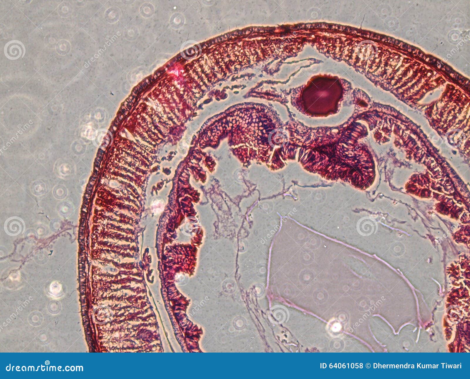 microscopy images of intestine of earthworm