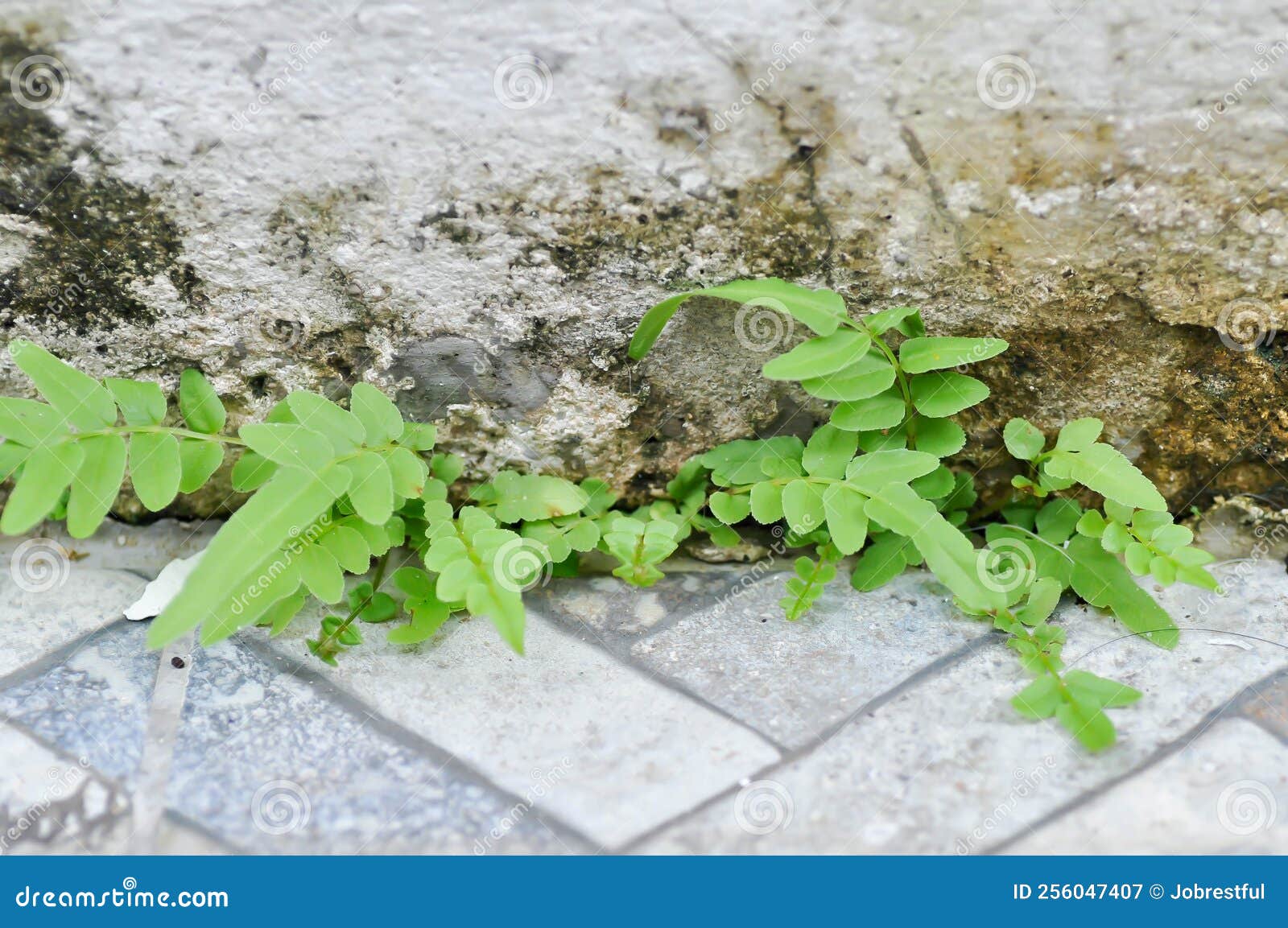 microsorum punctatum or mermaids tail fern ,fishbone fern or sword fern or fern