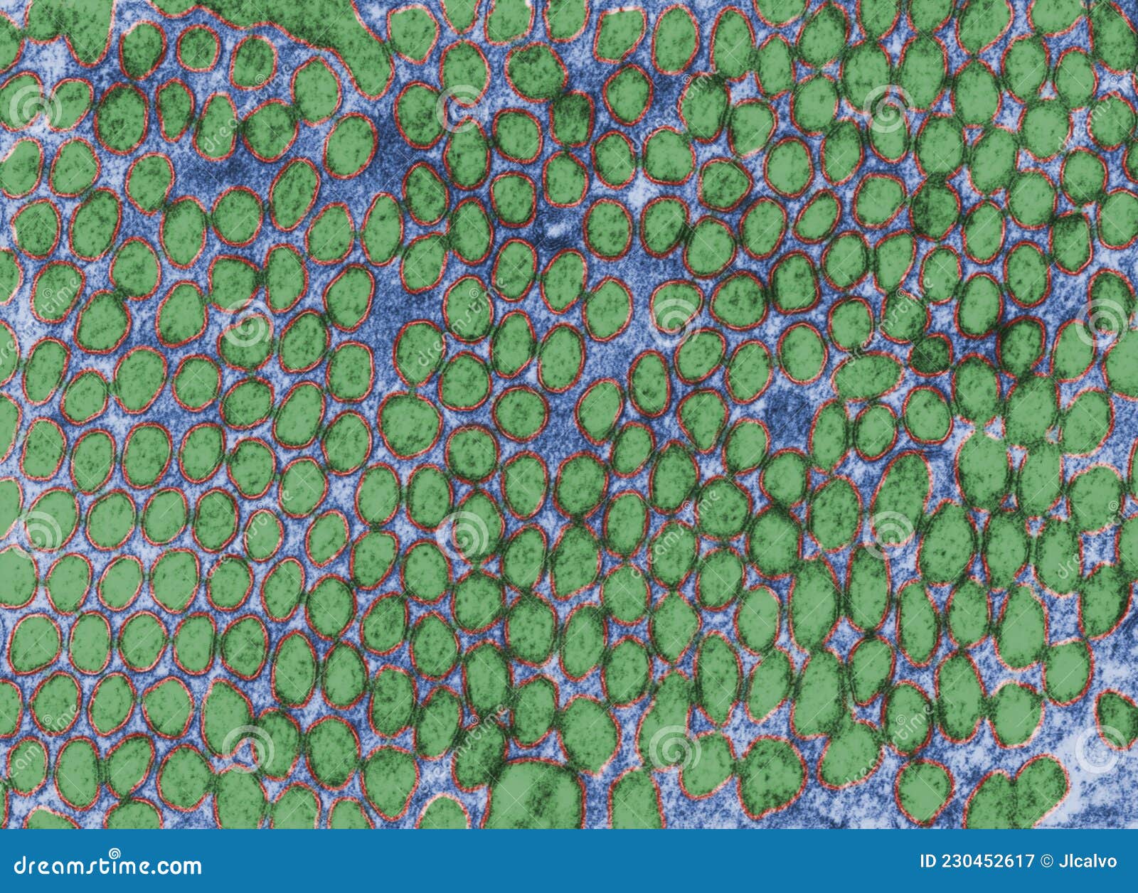 microvilli. brush border