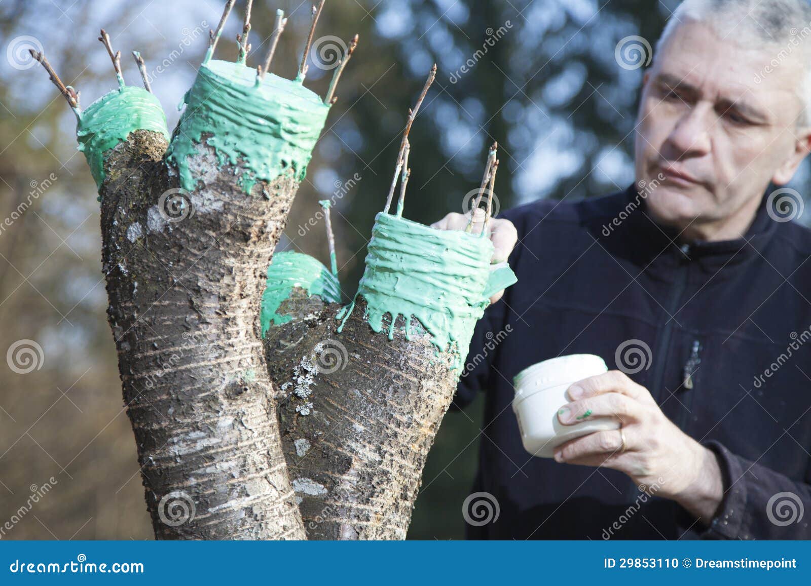 Mid Aged Man Grafting Fruit Tree Stock Photo Image of aged, four