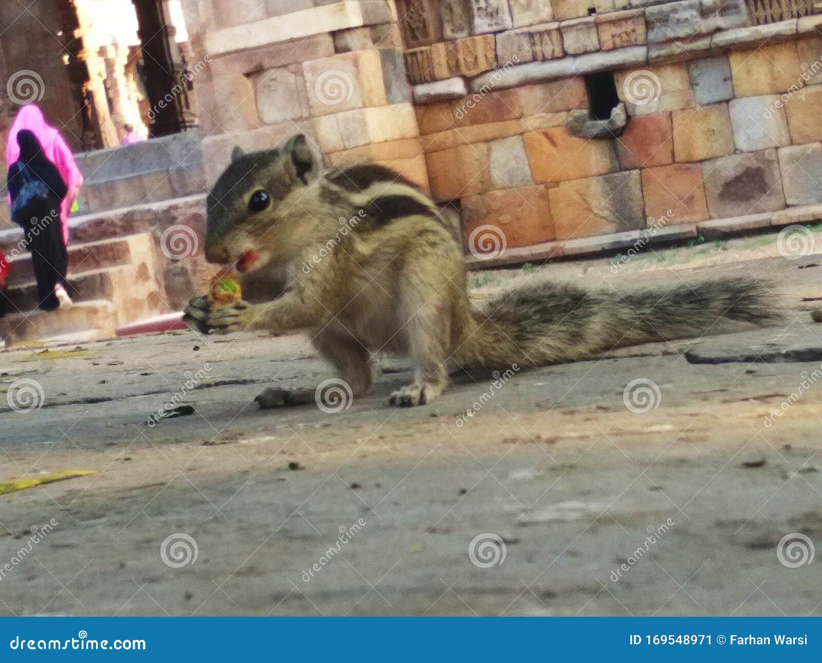 squirrel, the pro active animal