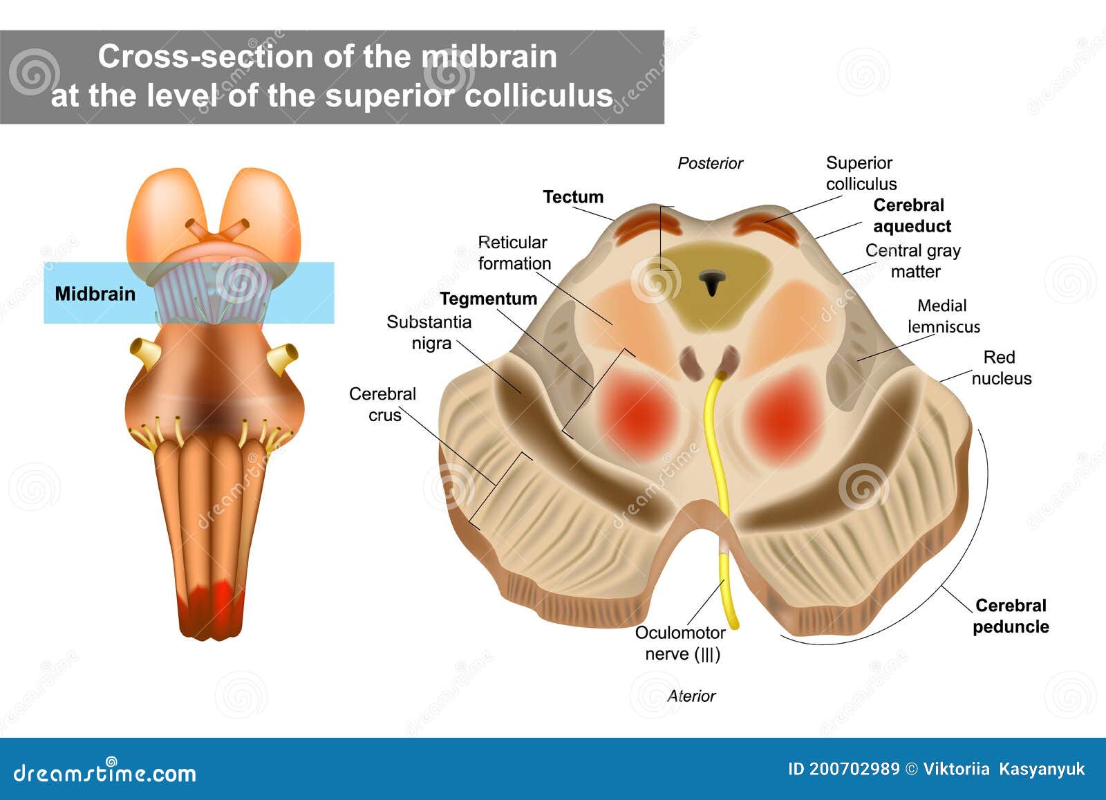 midbrain or mesencephalon anatomy .