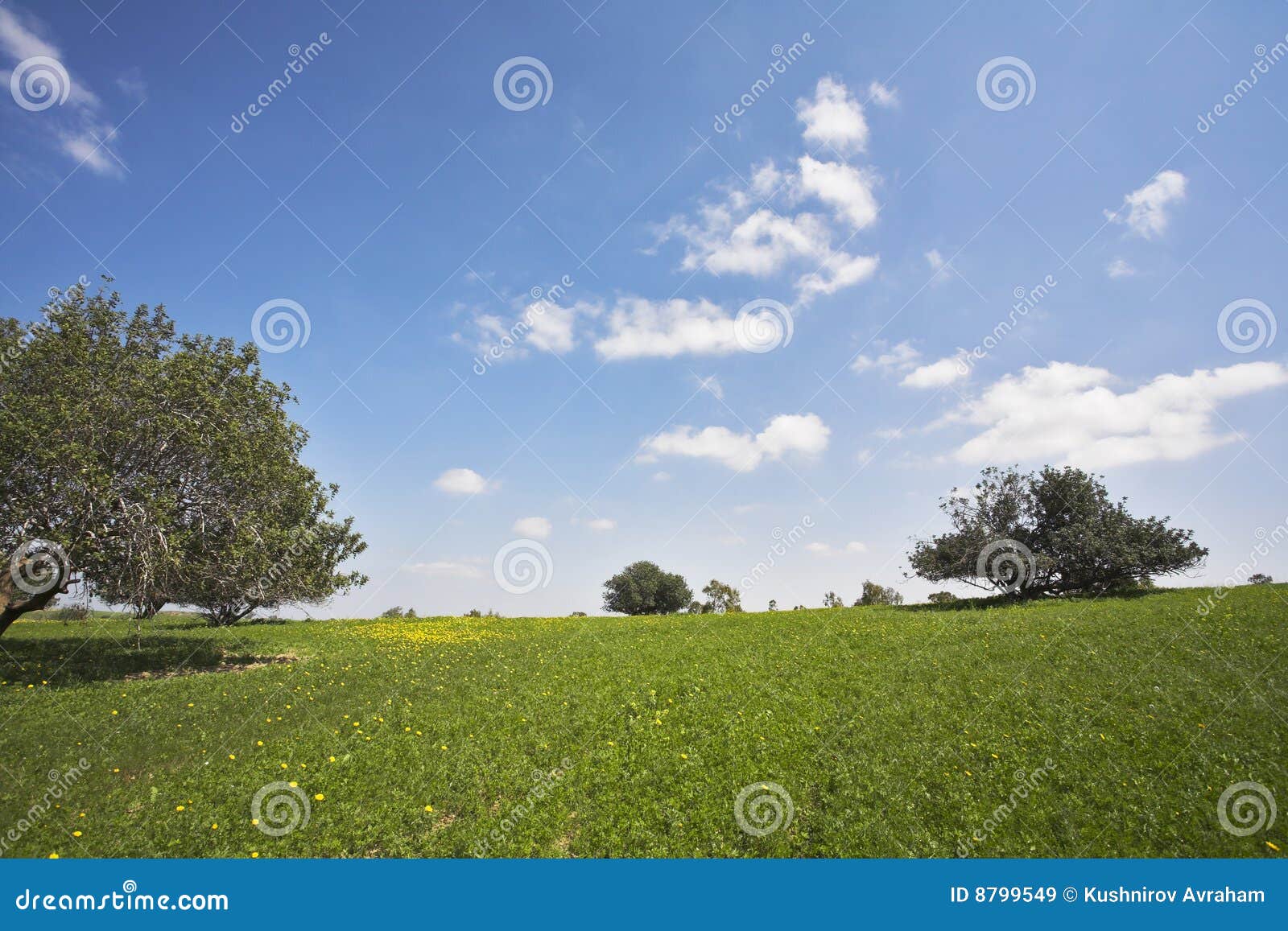 midday on blossoming hills