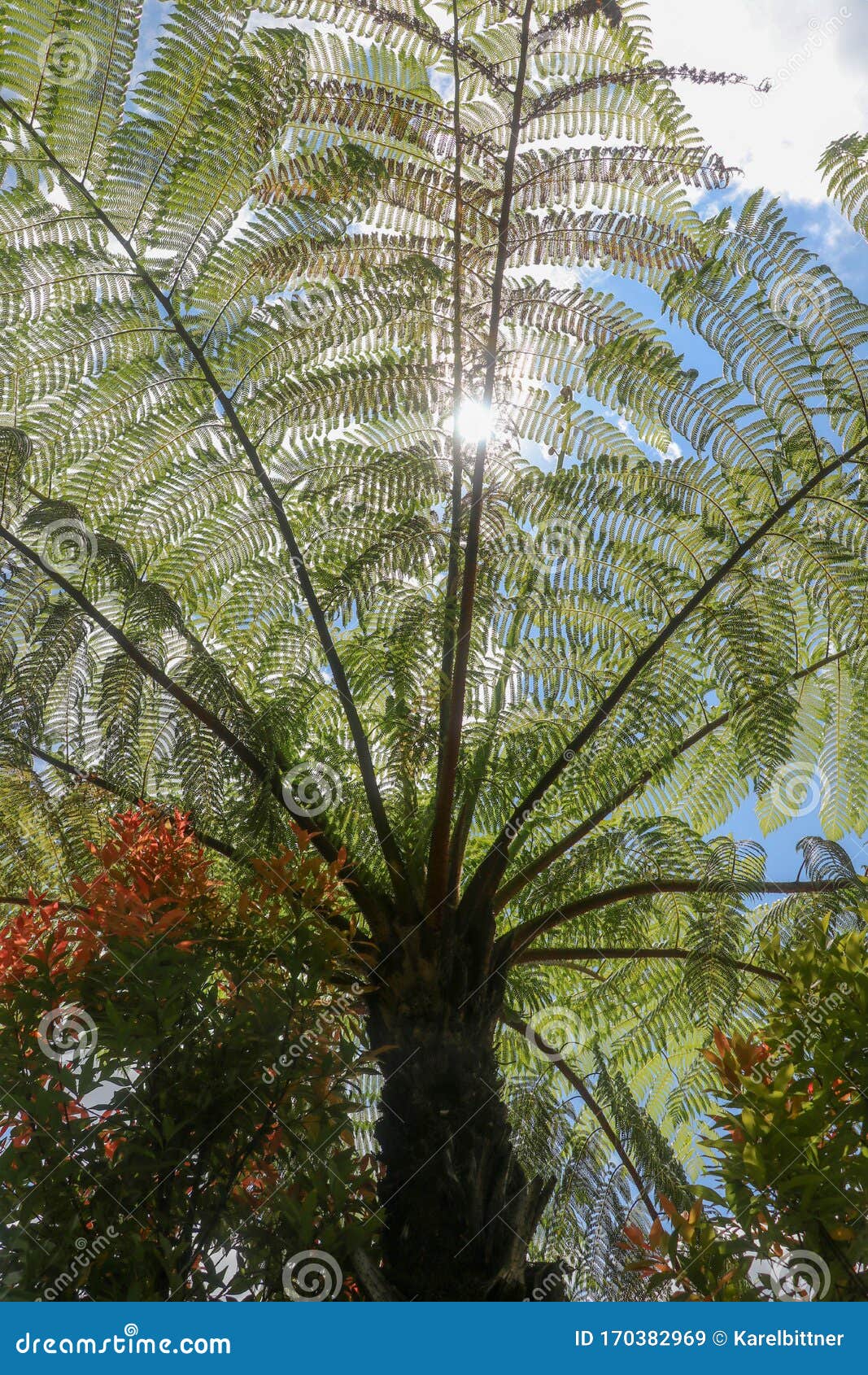 the midday sun shines through the crown of the tropical tree cyathea arborea. sun rays pass through the branches of west indian