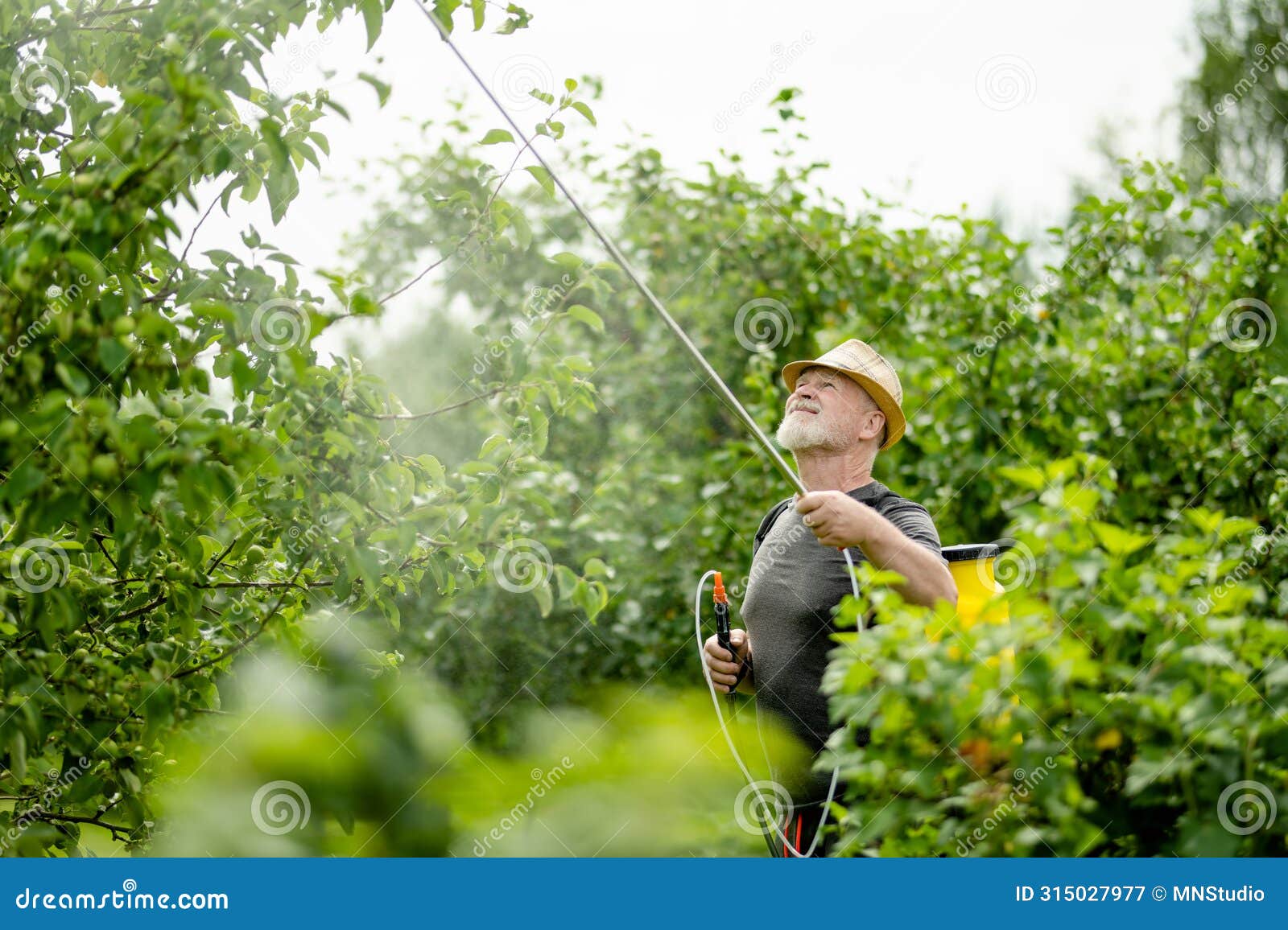 middle age gardener with a mist fogger sprayer sprays fungicide and pesticide on bushes and trees. protection of cultivated plants