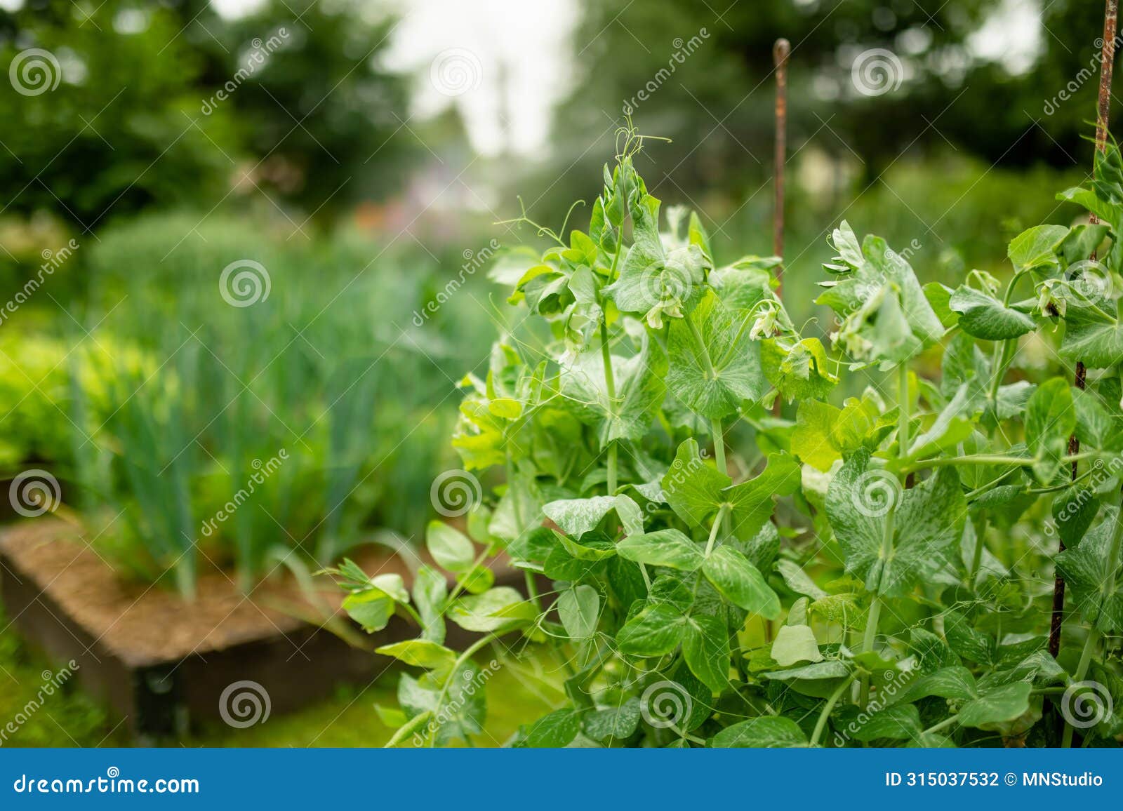 middle age gardener with a mist fogger sprayer sprays fungicide and pesticide on bushes and trees. protection of cultivated plants