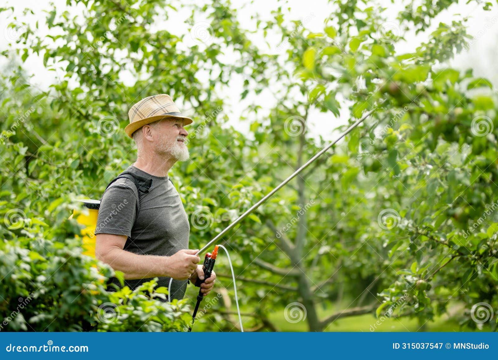 middle age gardener with a mist fogger sprayer sprays fungicide and pesticide on bushes and trees. protection of cultivated plants