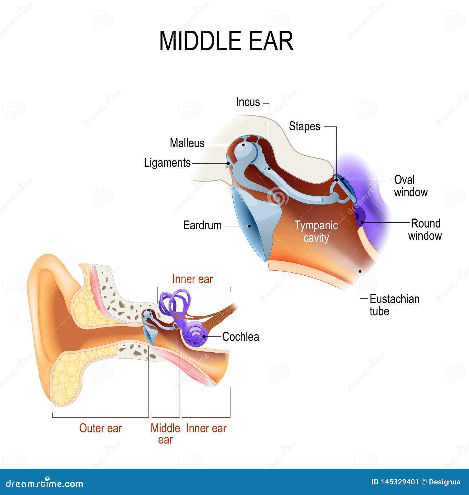 Relativ størrelse suspendere Instrument Middle Ear. Three Ossicles: Malleus, Incus, and Stapes Hammer, Anvil, and  Stirrup Stock Vector - Illustration of hearing, diagram: 145329401