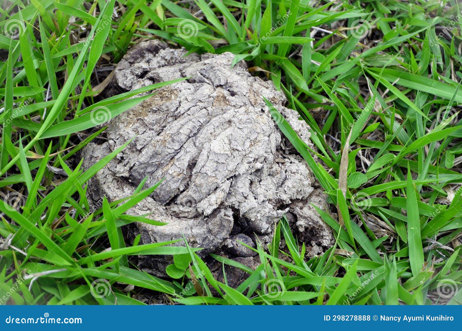 In the Middle of the Grass Cow Manure Stock Photo Image of farm