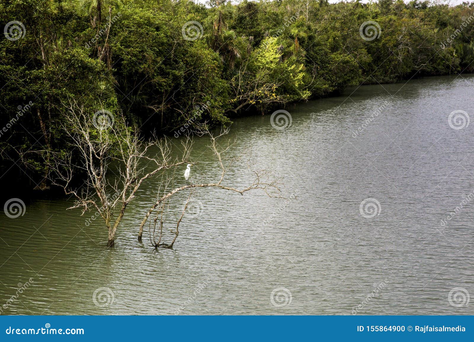 In the Middle River Waiting for the Hunting. Stock Photo Image of
