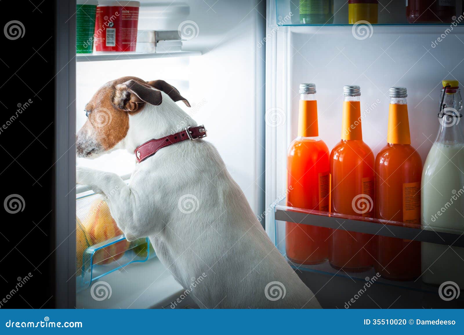Midnight hungry dog stock photo. Image of russell, diet 35510020