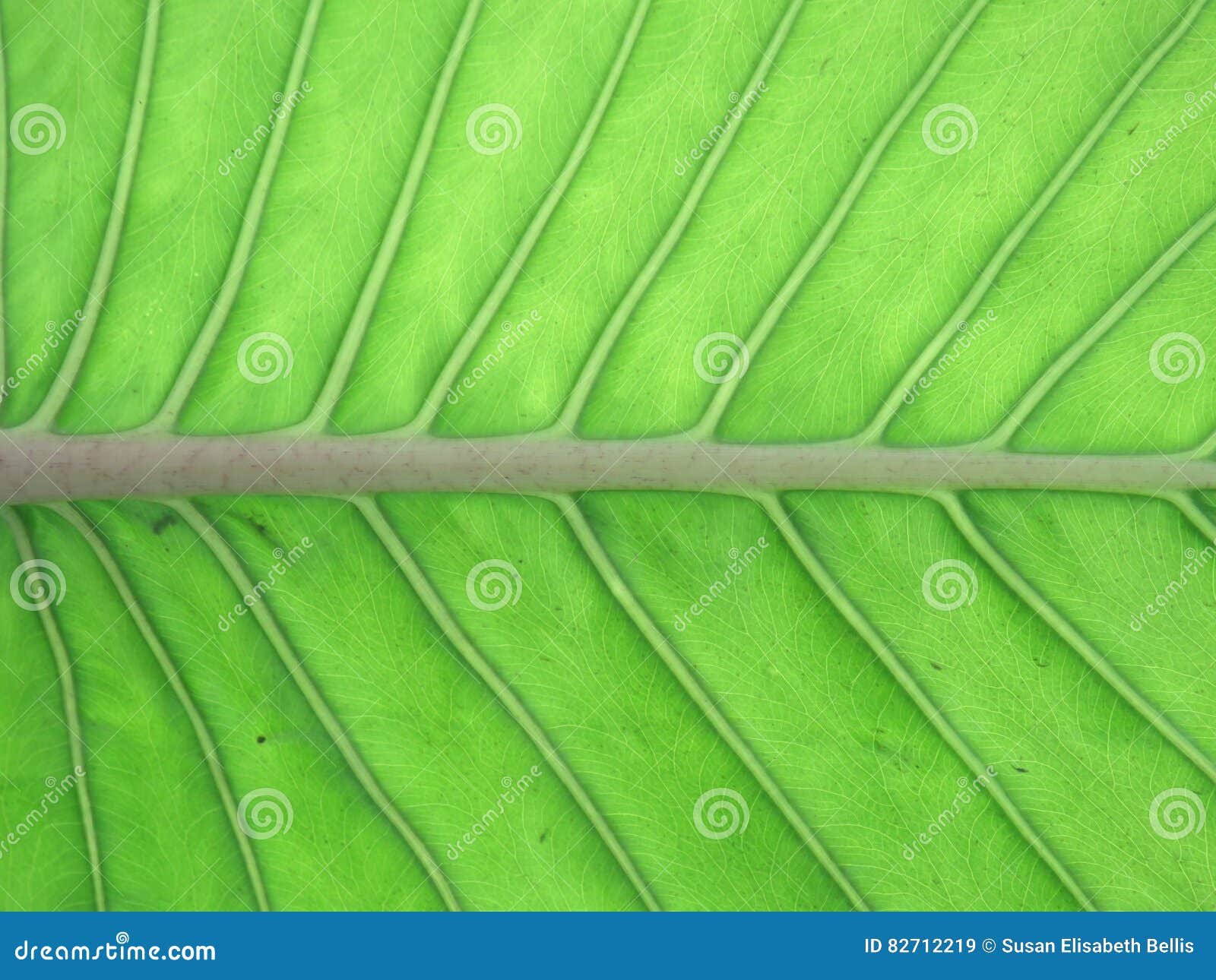 midrib and veins in a leaf