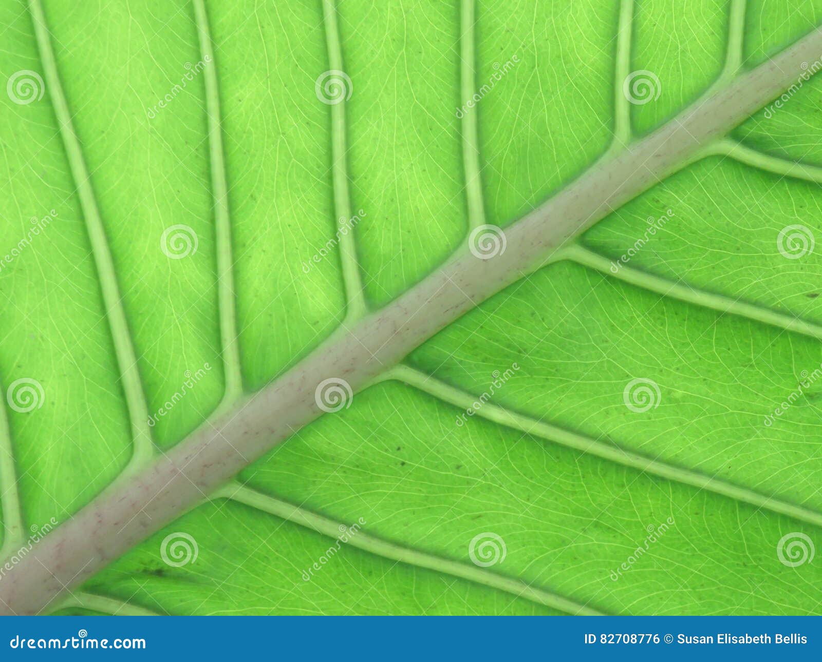 midrib and veins of a leaf