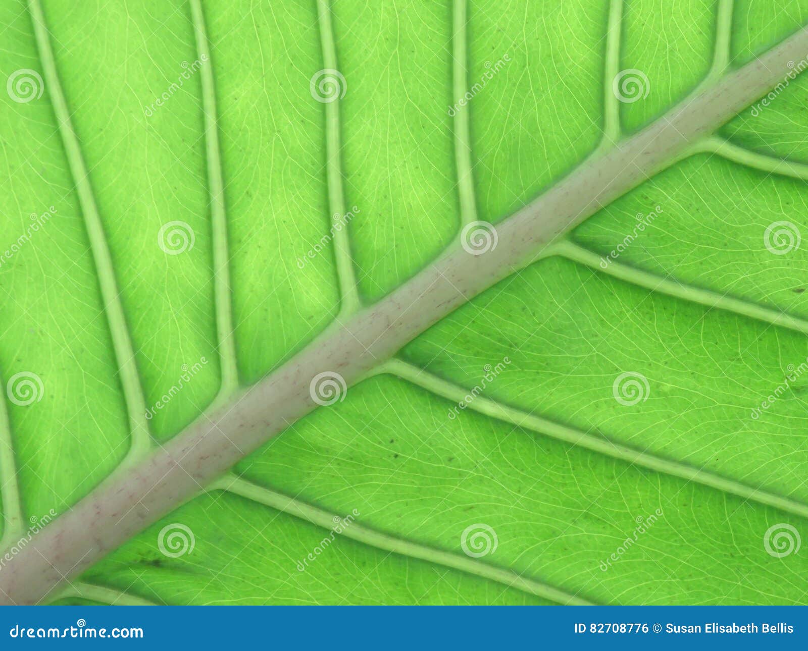 midrib and veins of a leaf