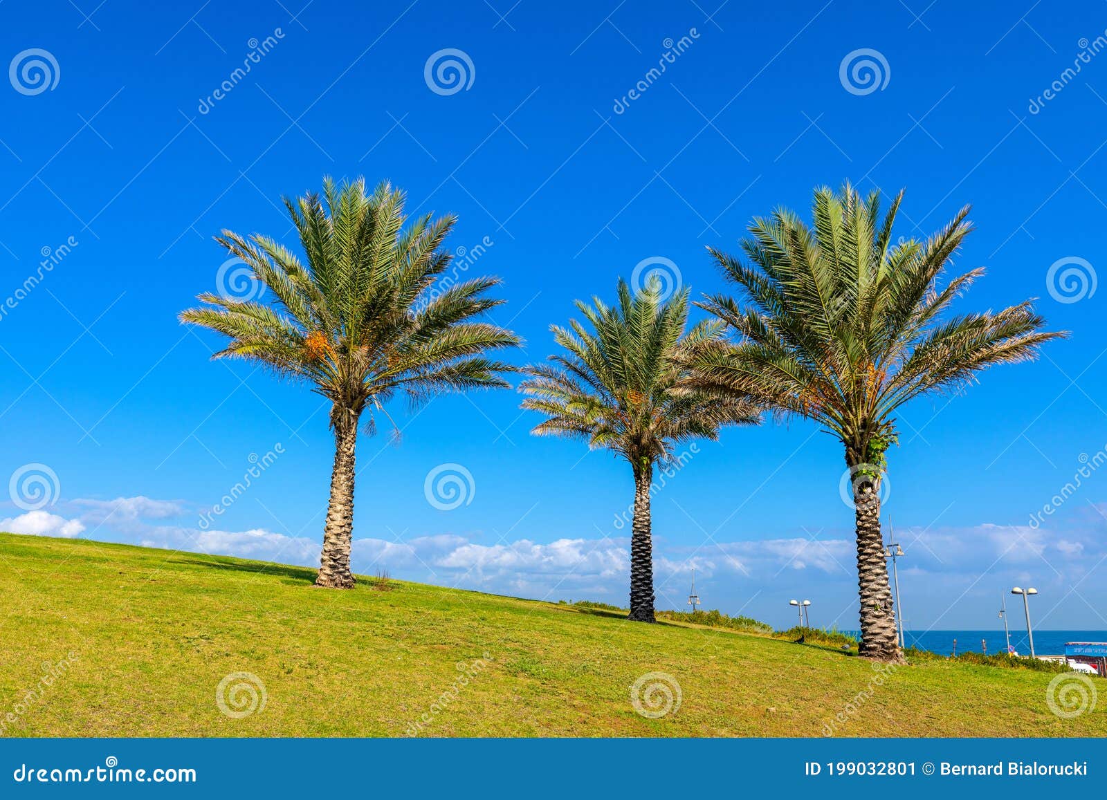 midron yaffo park with palm trees and mediterranean sea in background in tel aviv jaffo, israel