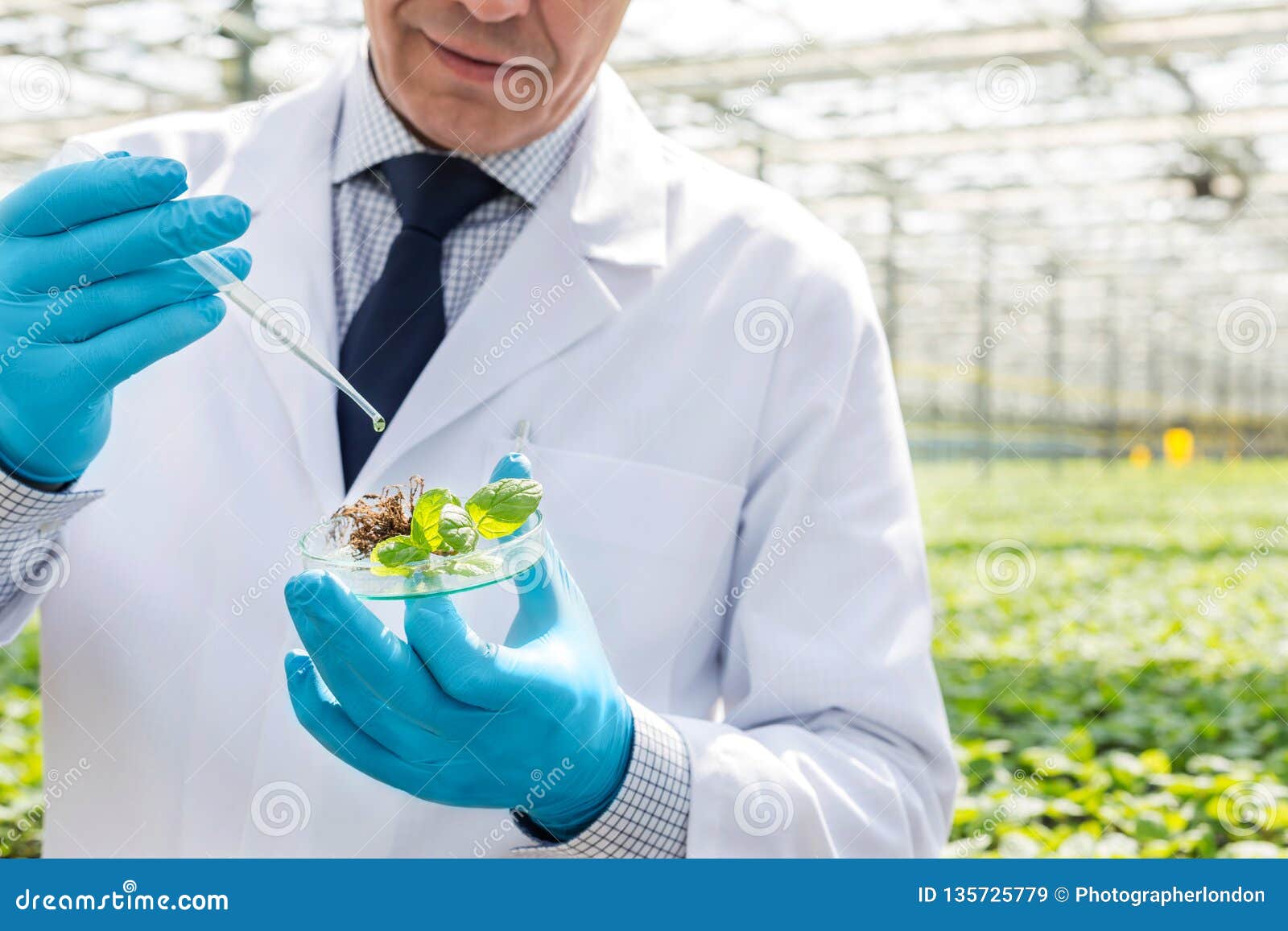 midsection of male biochemist using pipette on seedling in petri dish at greenhouse