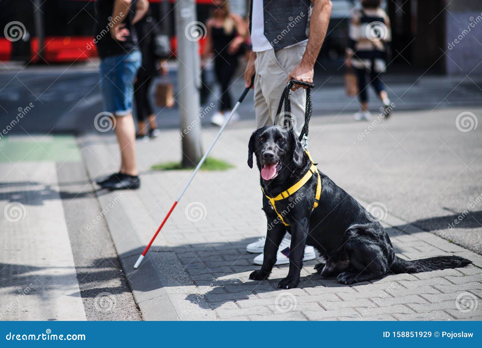 midsection of young blind man with guide dog waiting at zebra crossing in city.