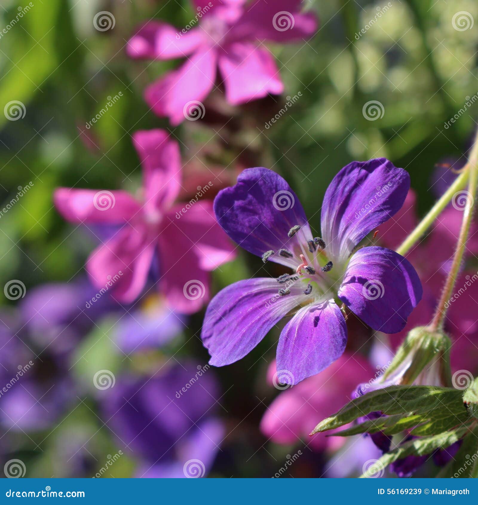 Midsummer bouquet stock image. Image of midsummer, feast 56169239