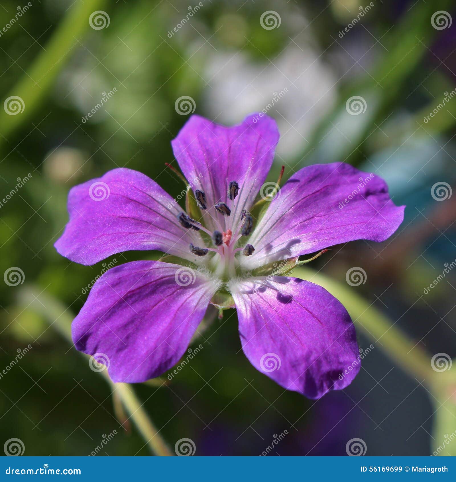 Midsummer bouquet stock image. Image of purple, flower 56169699