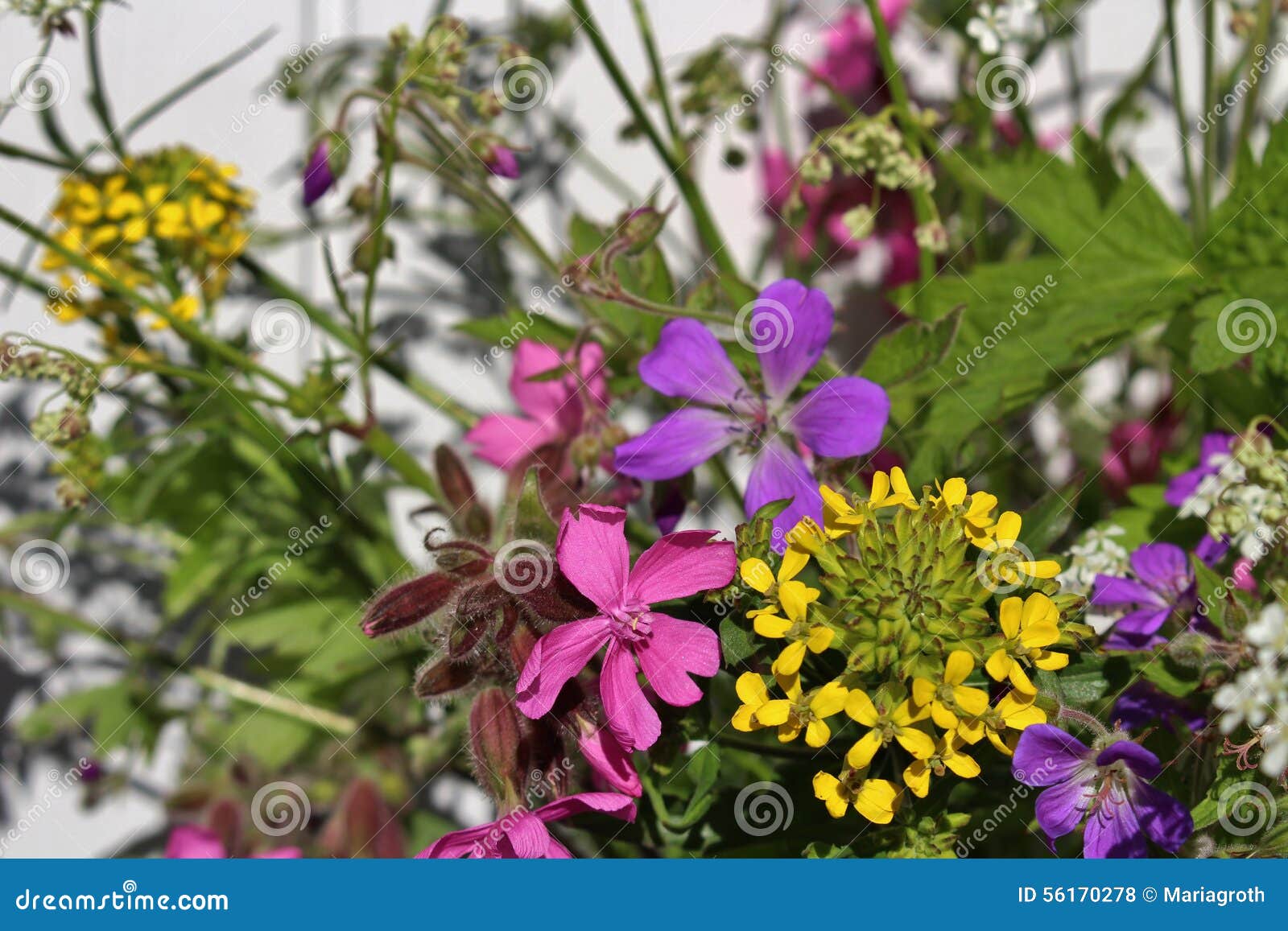 Midsummer bouquet stock photo. Image of floral, nordic 56170278