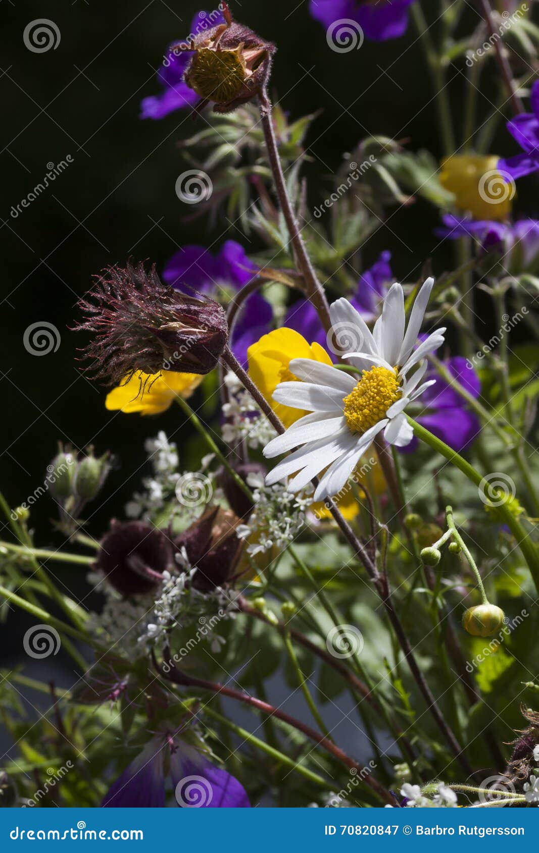 Midsummer bouquet stock image. Image of wild, geranium 70820847