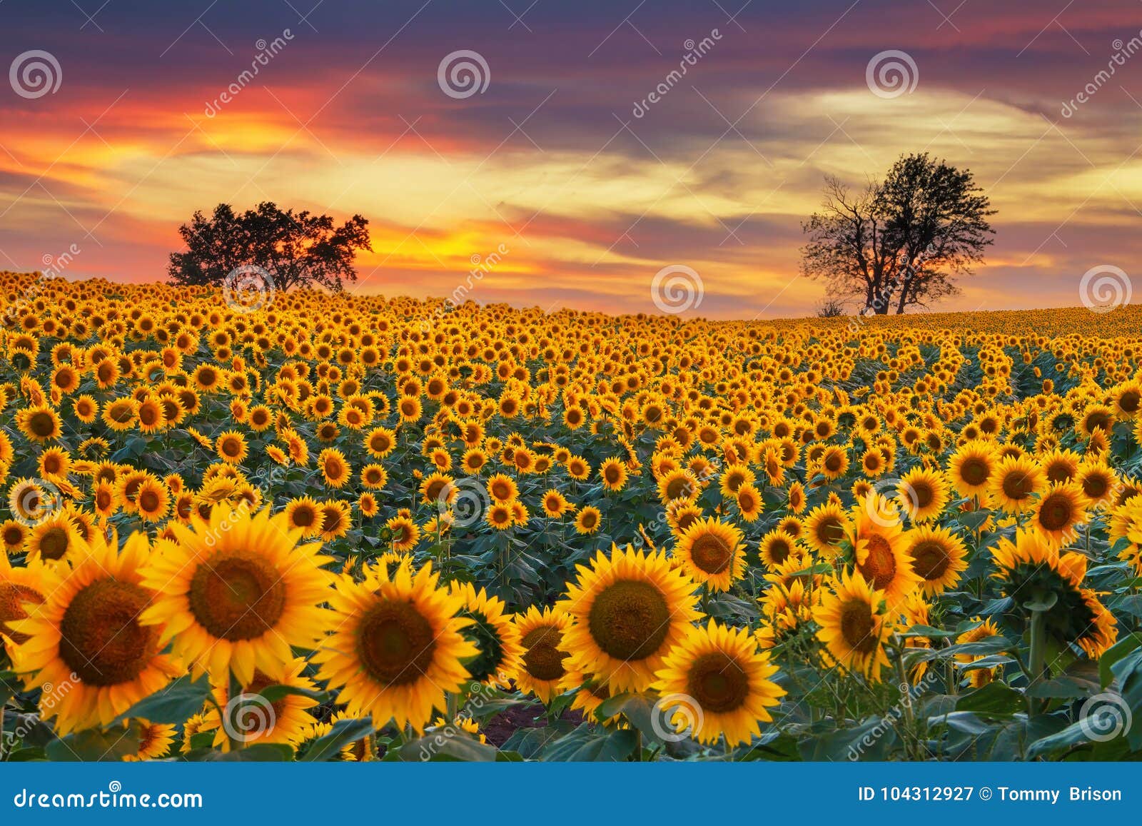 midwest blooming sunflower field
