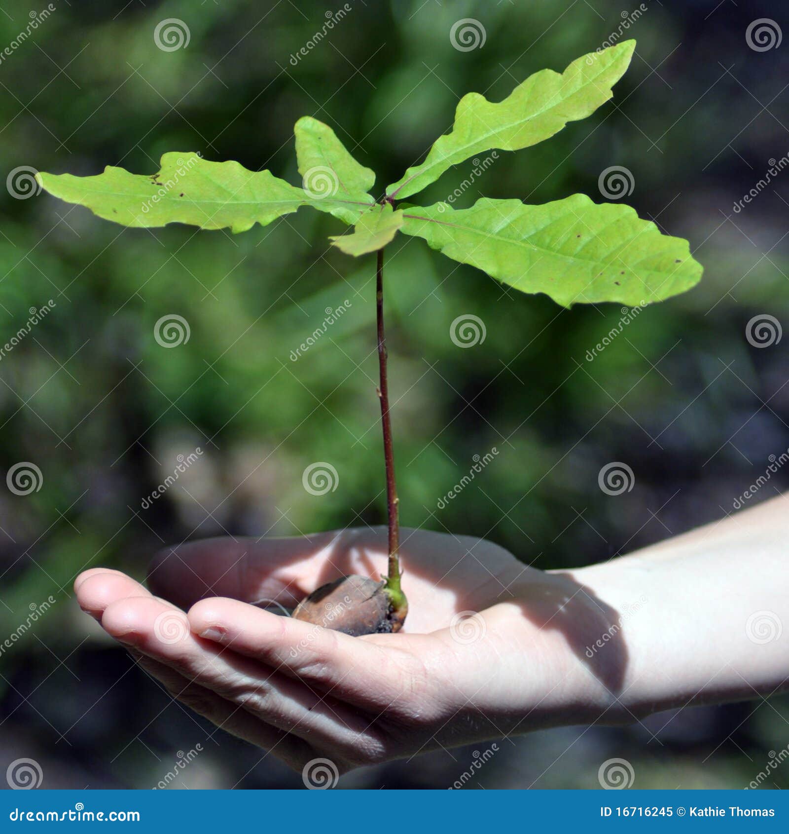 acorn tree acorn tree