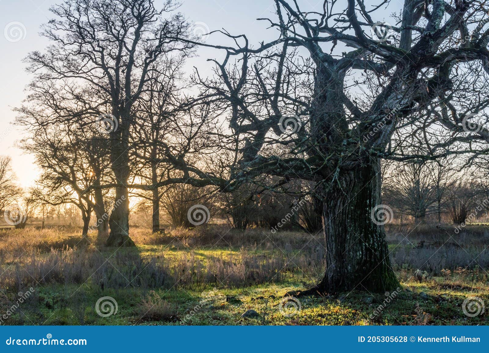 mighty old oak tree by sunset