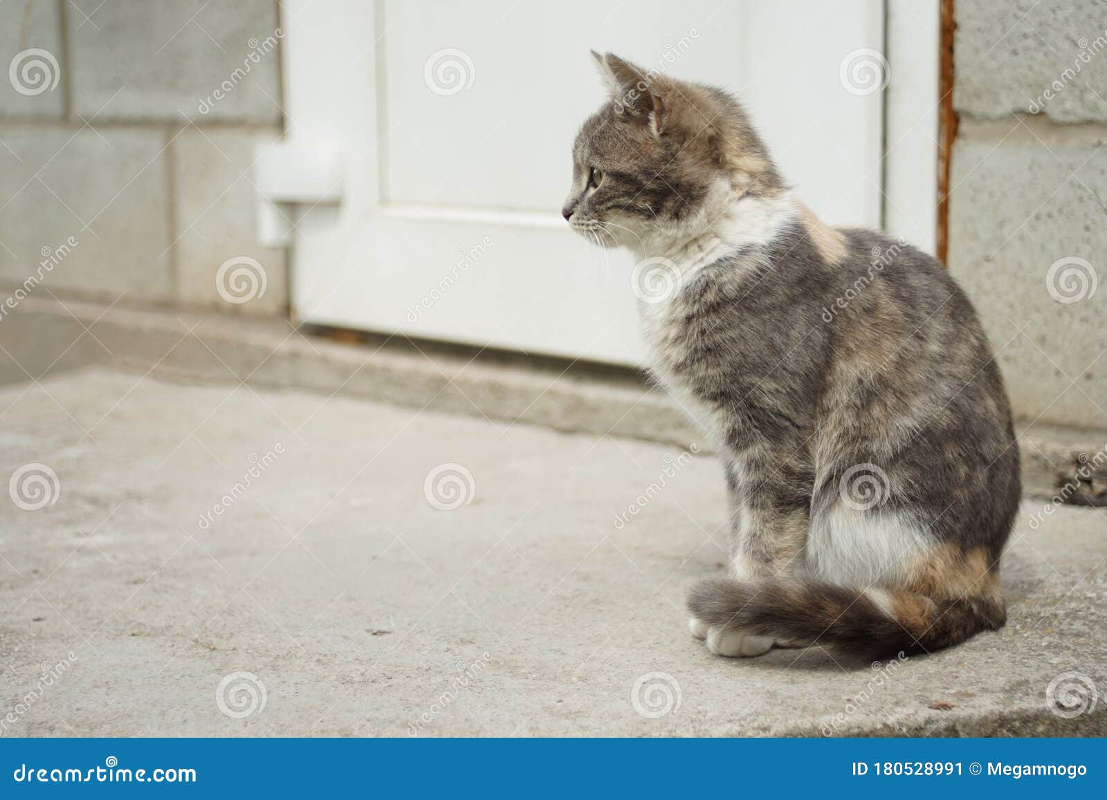 Mignon Chaton Cendre Assis Sur Le Seuil Chat Se Detendre A L Exterieur Vue Image Stock Image Du Chat Fond