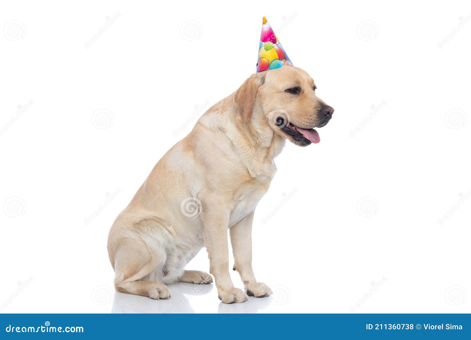 Fetes Occasions Speciales Labrador Chiot Dans Chapeau Box Petits Salutations Carte D Anniversaire Cartes De Voeux Papeterie