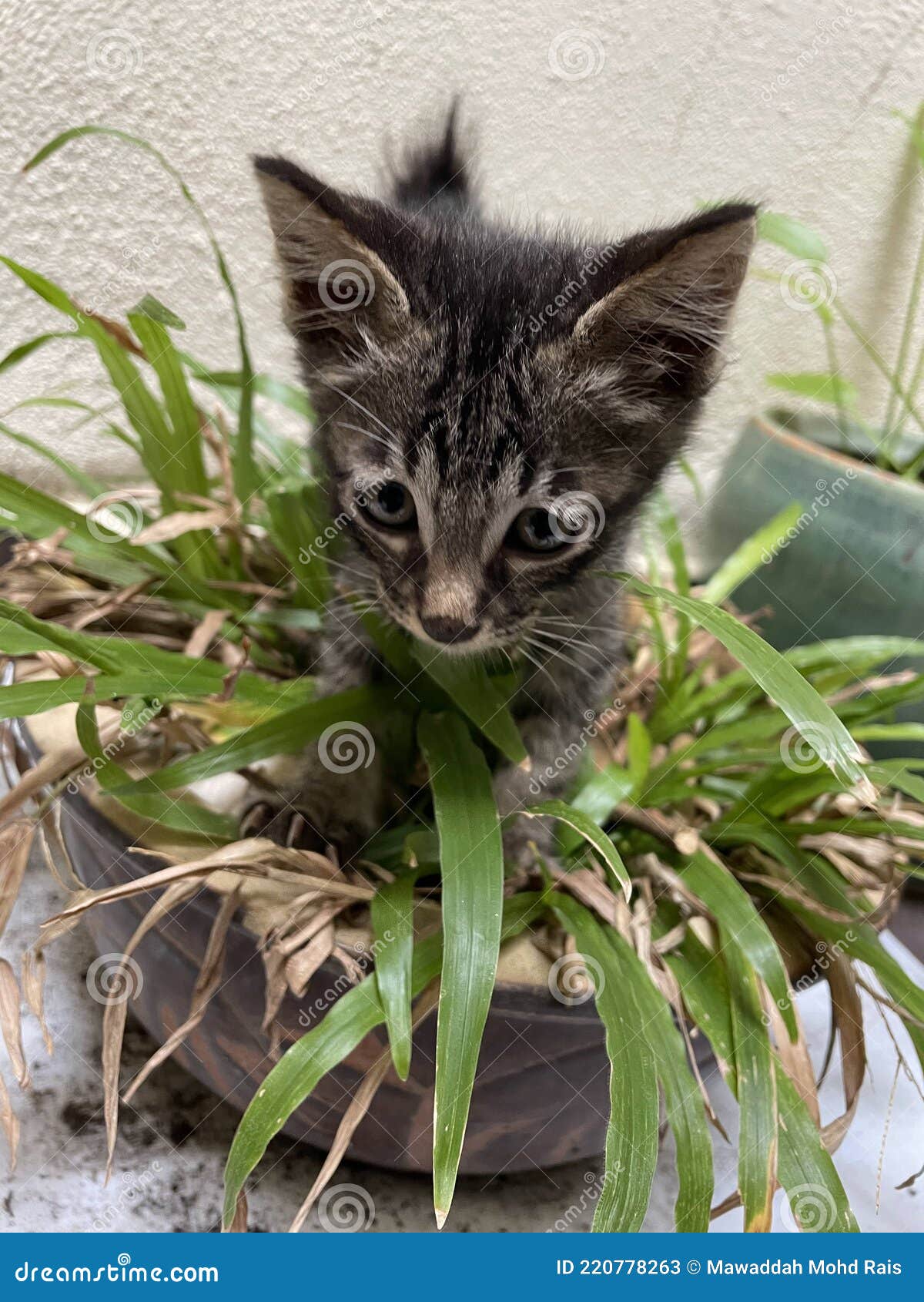 Mignon 2 Mois Gris Tabby Chaton Petit Chat Triste Face Debout Sur Un Vase D Herbe Qui A L Air Triste Devant La Camera Image Stock Image Du Vase Herbe