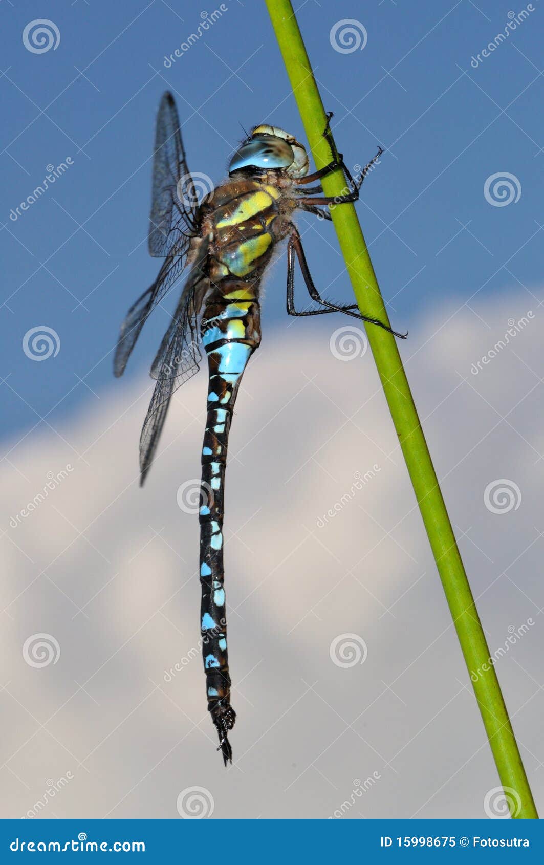 Migrant Hawker Dragonfly Side View Stock Image - Image of aeshna