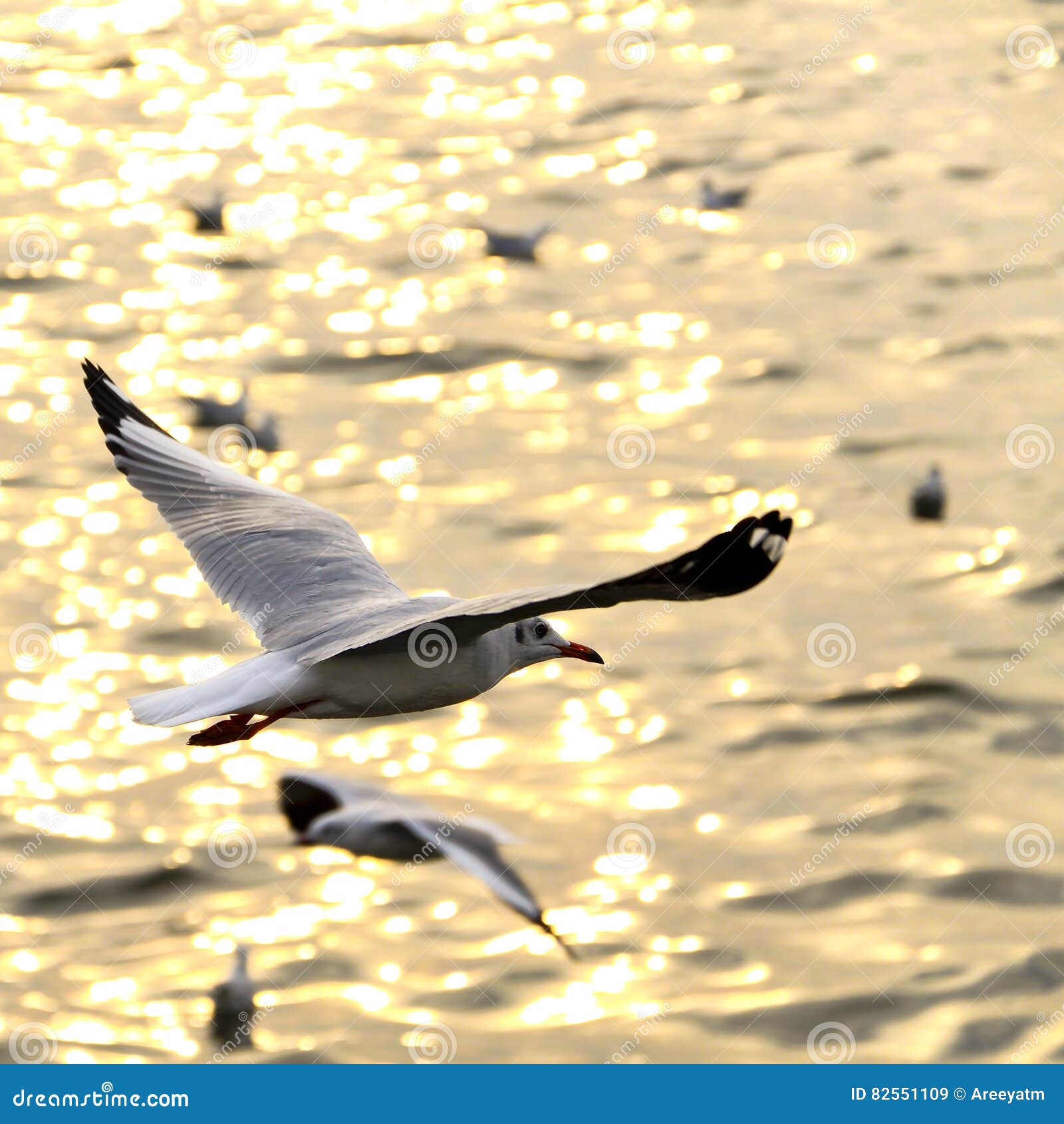 migrate seagull in sunsets.