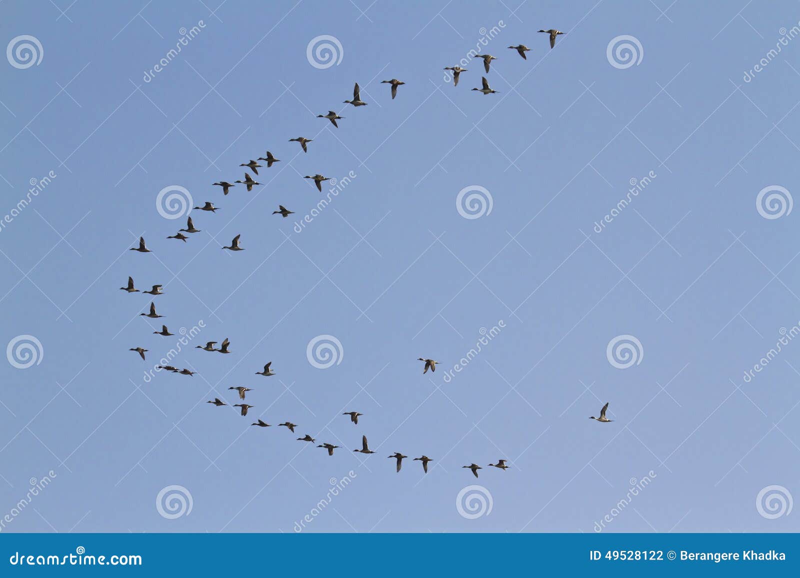 migrating birds flight in bardia, nepal