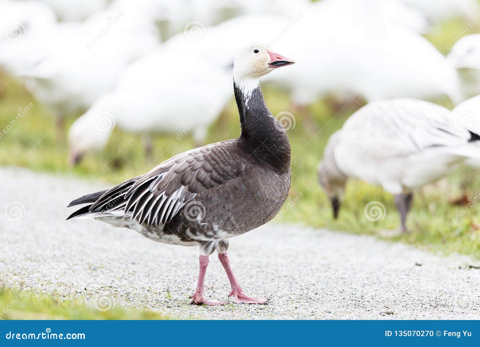 migrating blue geese