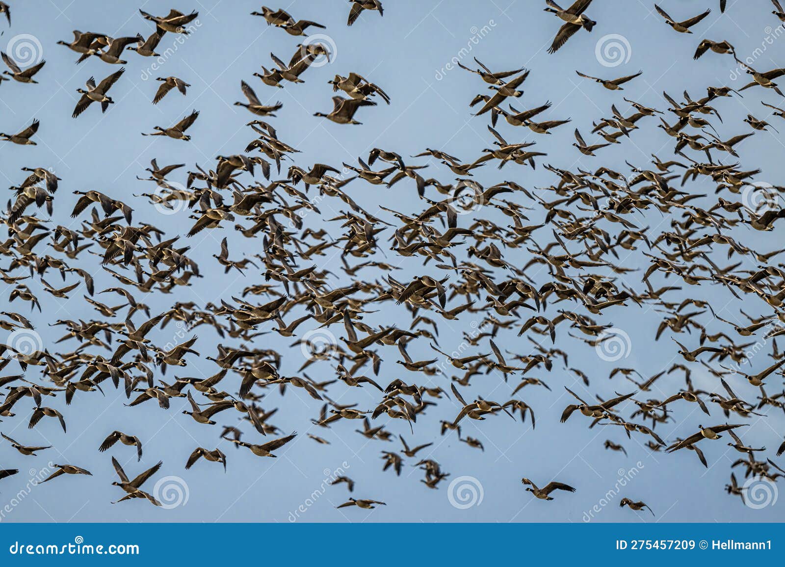 migrating cackling geese
