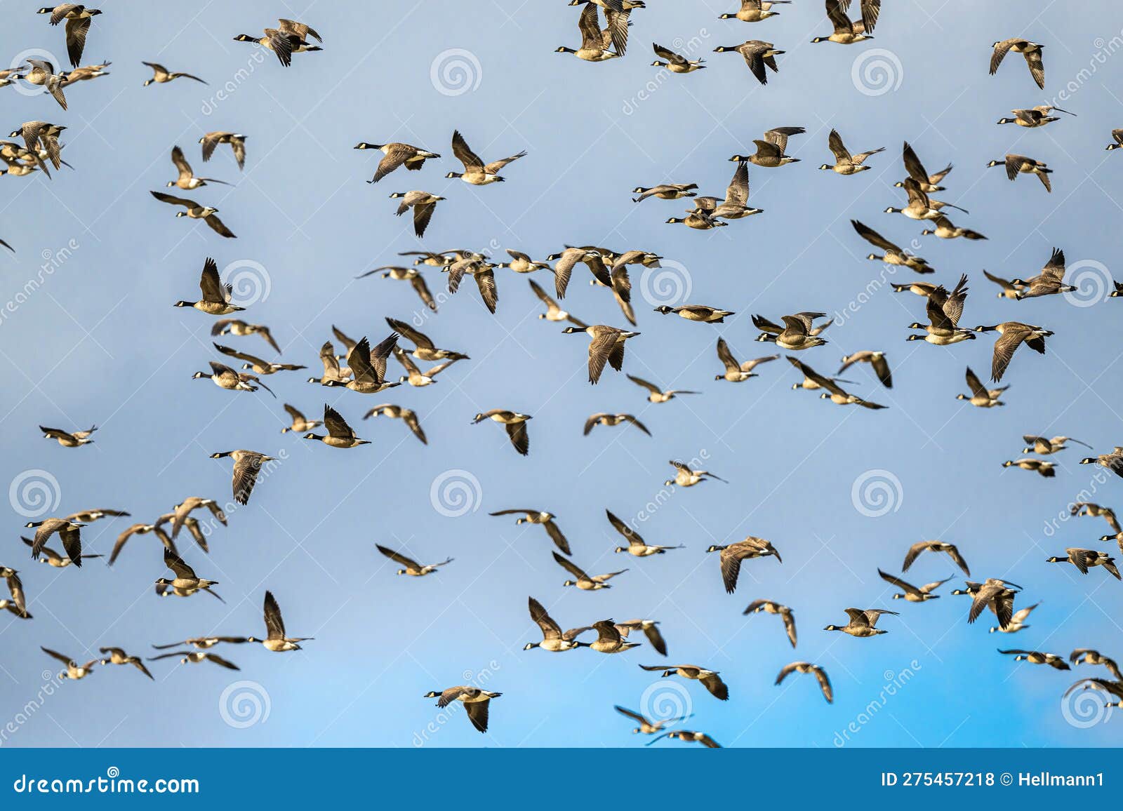 migrating cackling geese