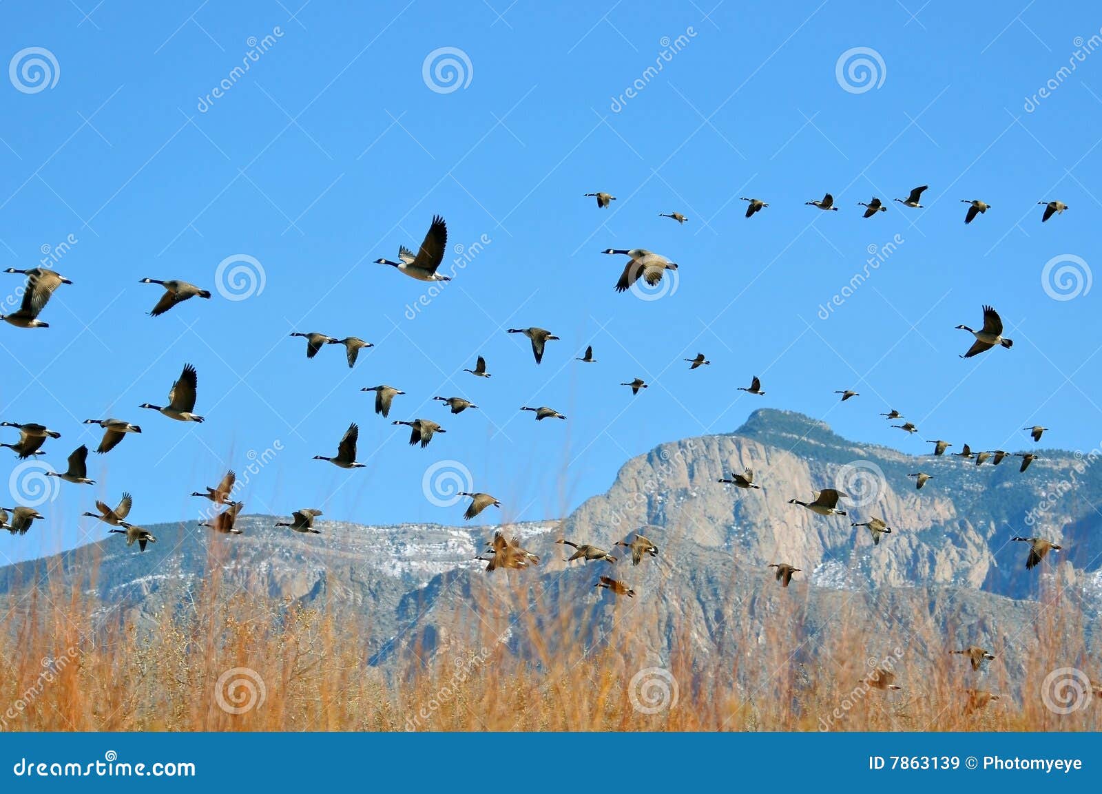 migrating canadian geese