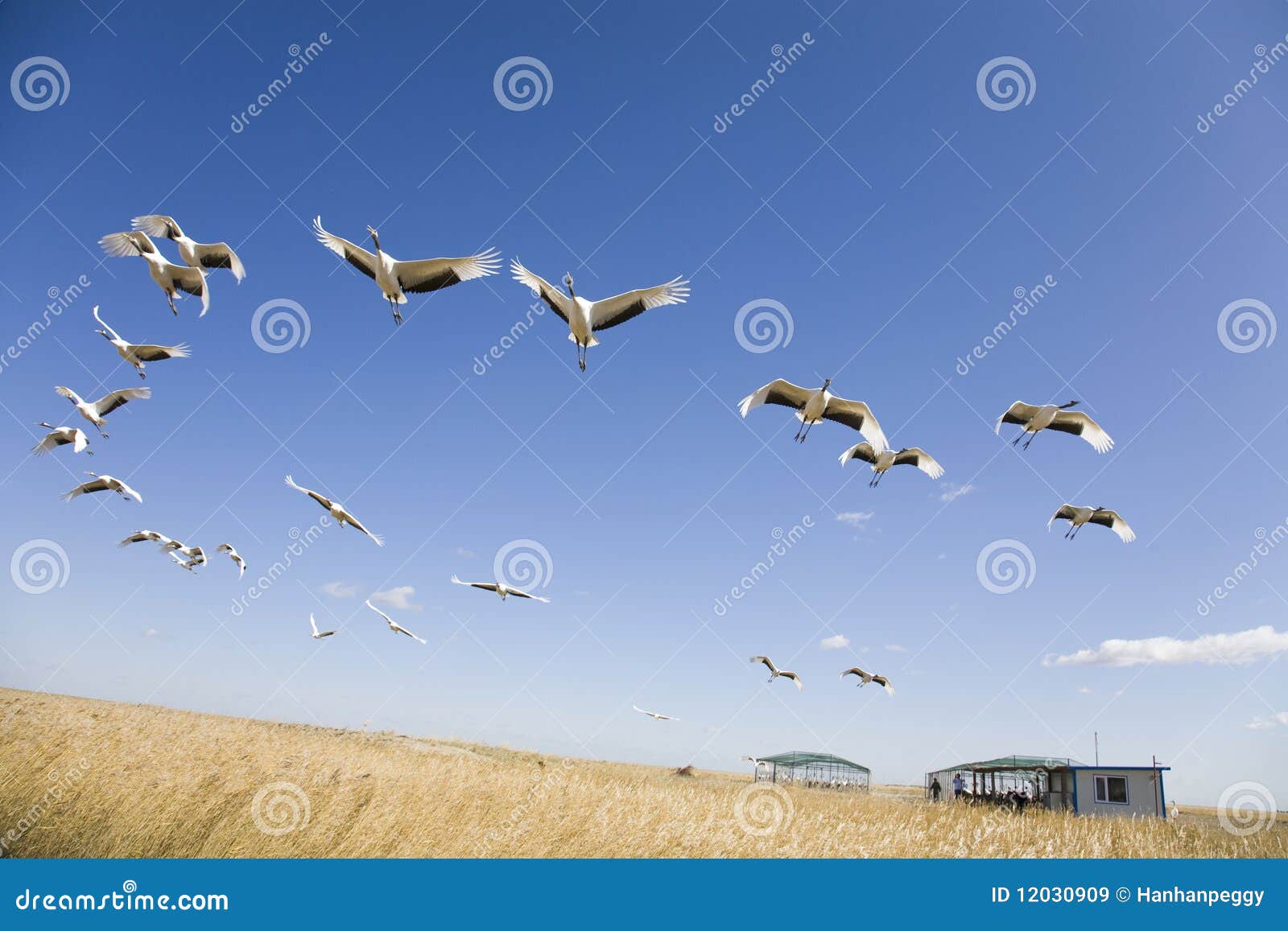 migrating cranes