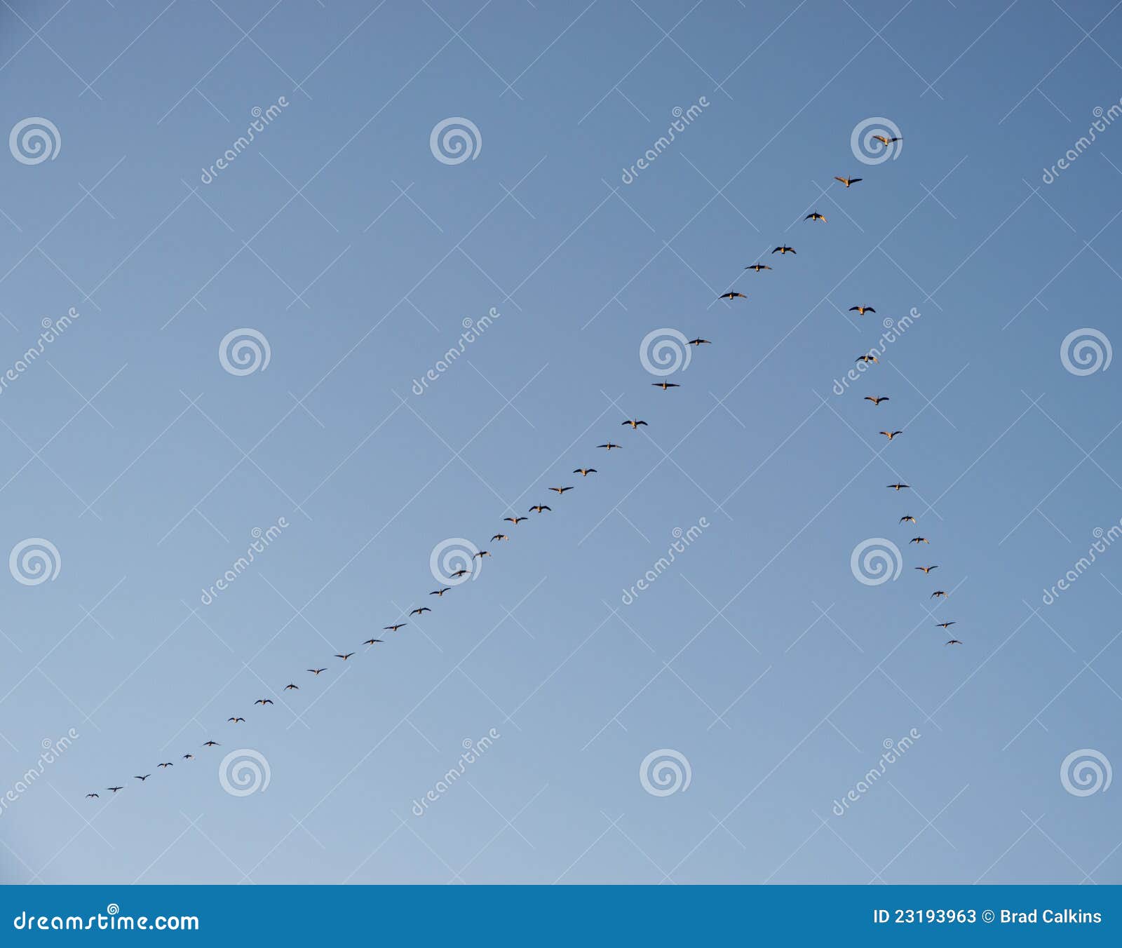 migrating geese