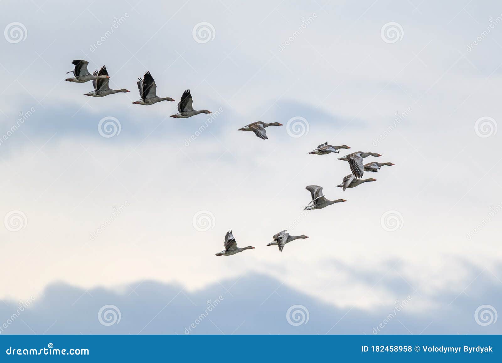 migrating geese flying in v formation