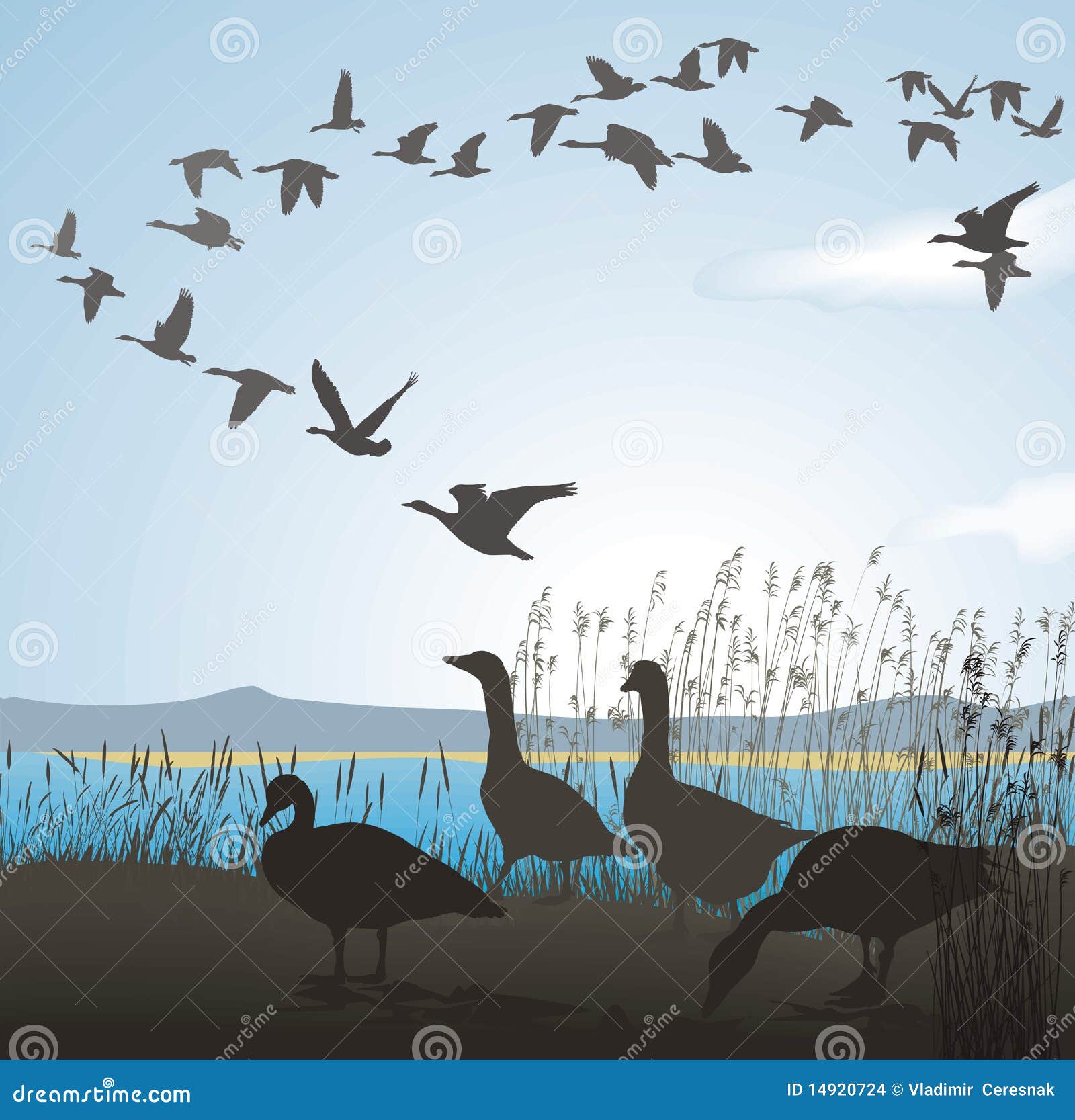 Migrating Geese from Lake Shore Stock Vector Illustration of flight
