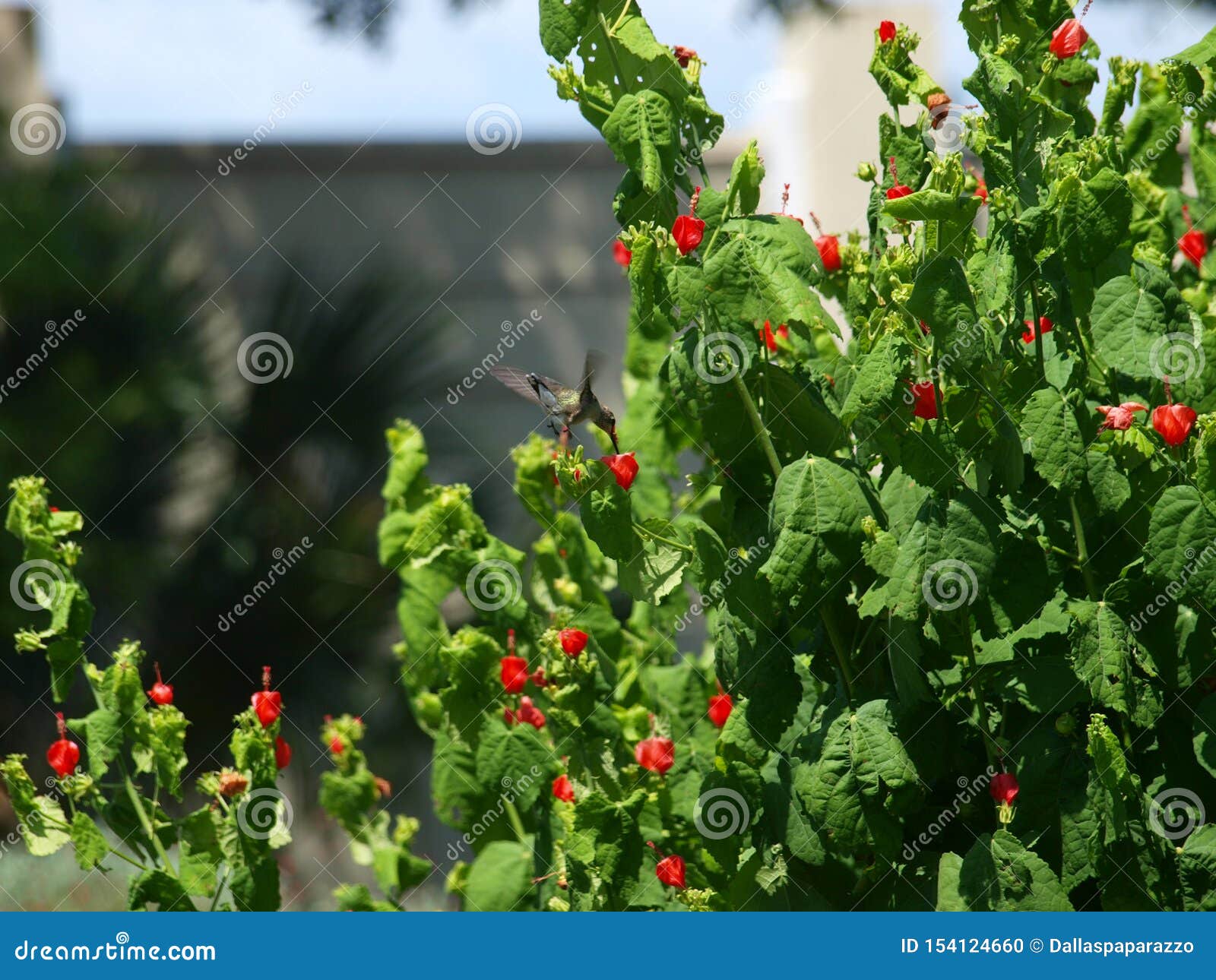 Migrating Hummingbirds Have Returned To North Texas Stock Photo