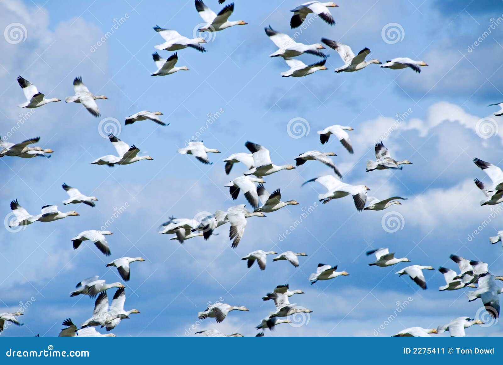 migrating snow geese